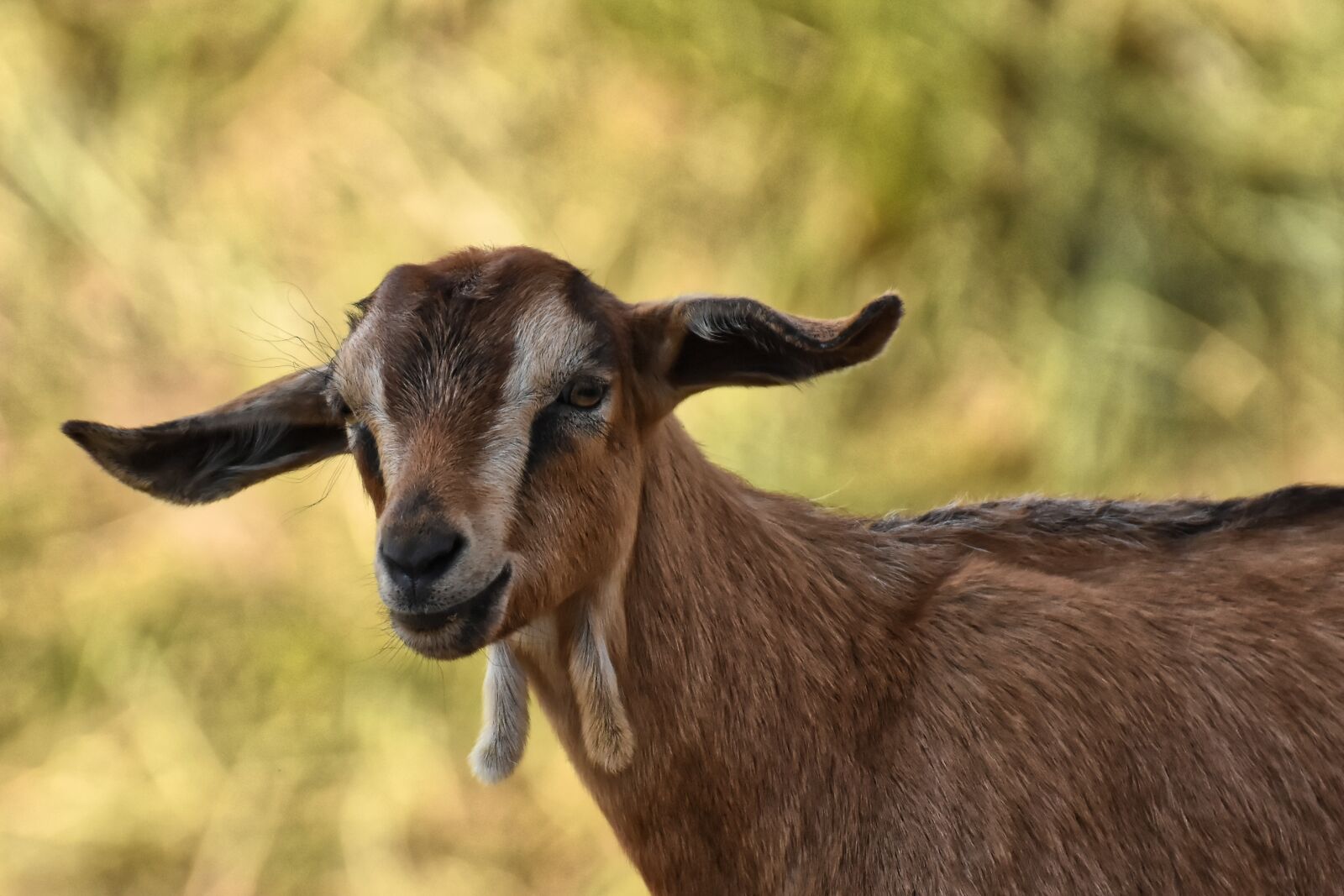 Nikon D7200 sample photo. Goat, animal, nature photography