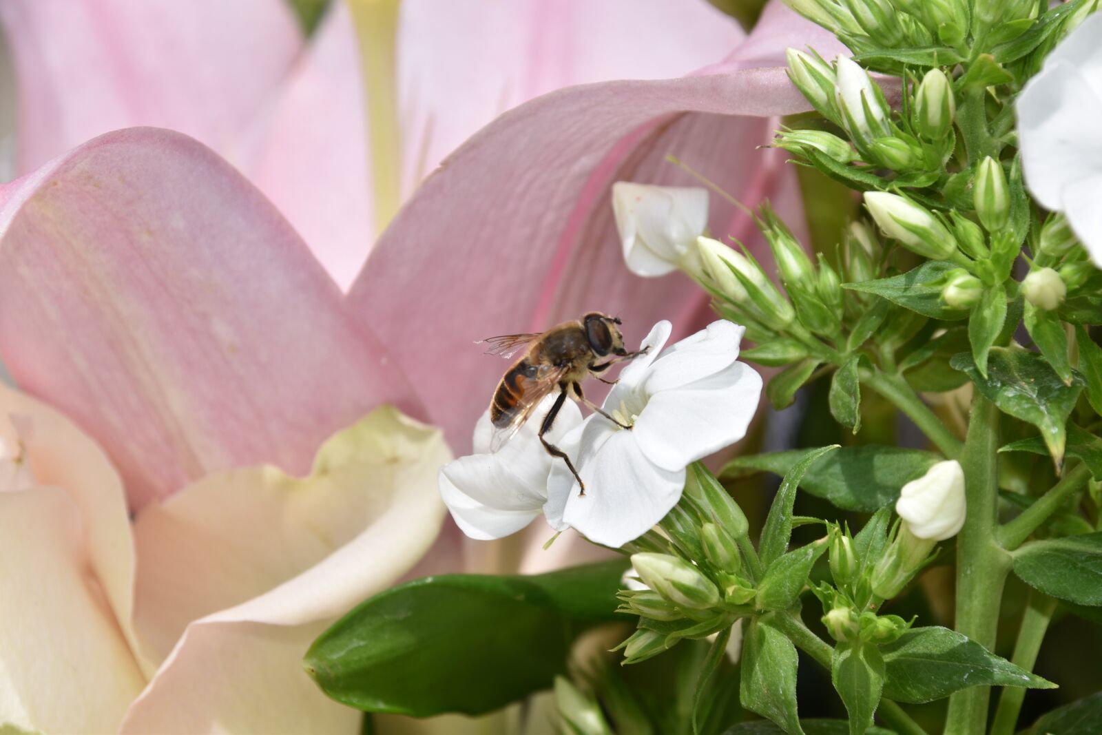 Nikon D5600 sample photo. Insects, bee, flowers photography
