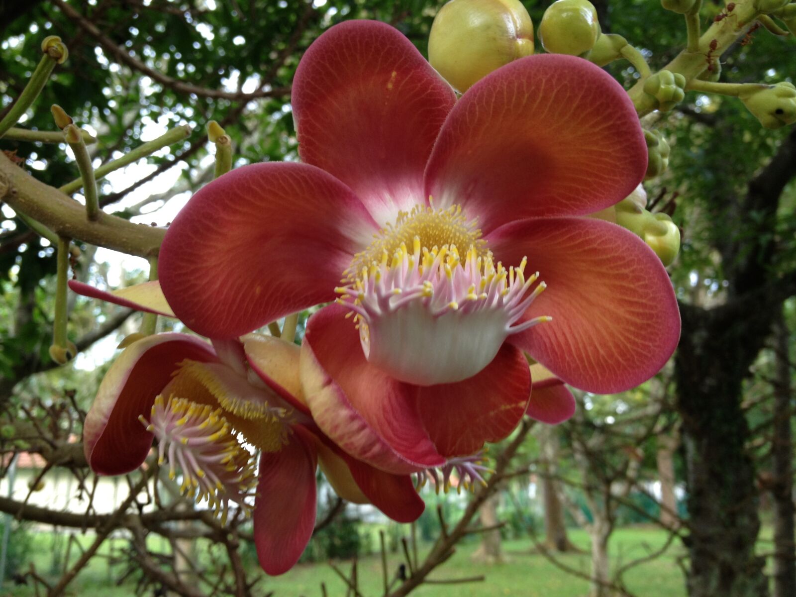 Apple iPhone 4S sample photo. Flower, cannonball flower, pretty photography