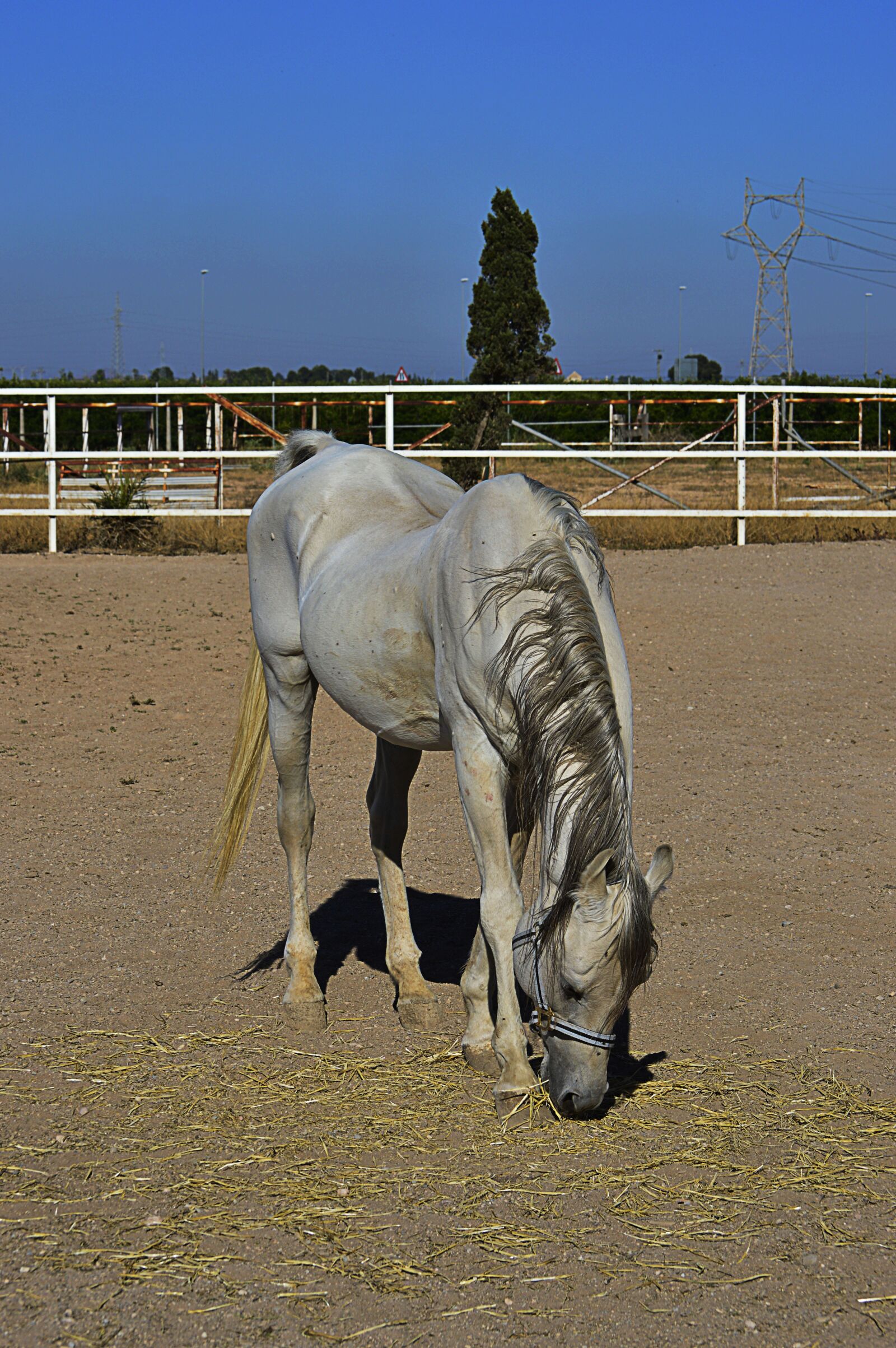Nikon D3200 sample photo. White horse, arabian horse photography