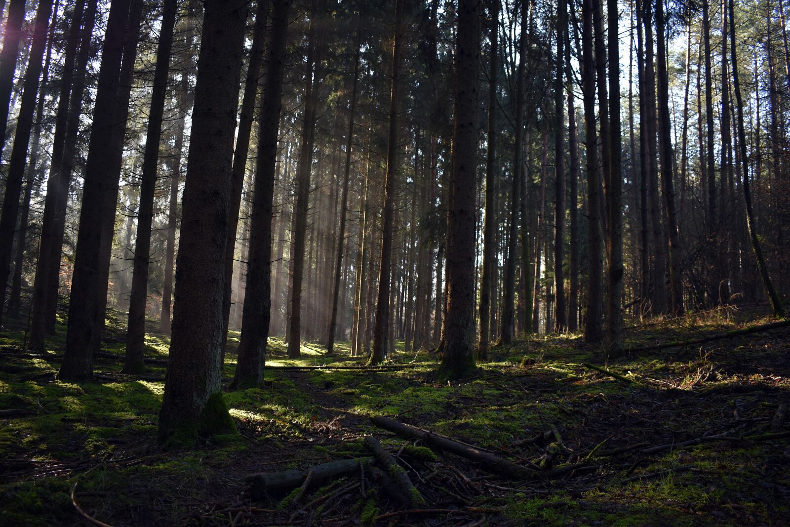 Nikon D3400 sample photo. Forest, moss, green photography