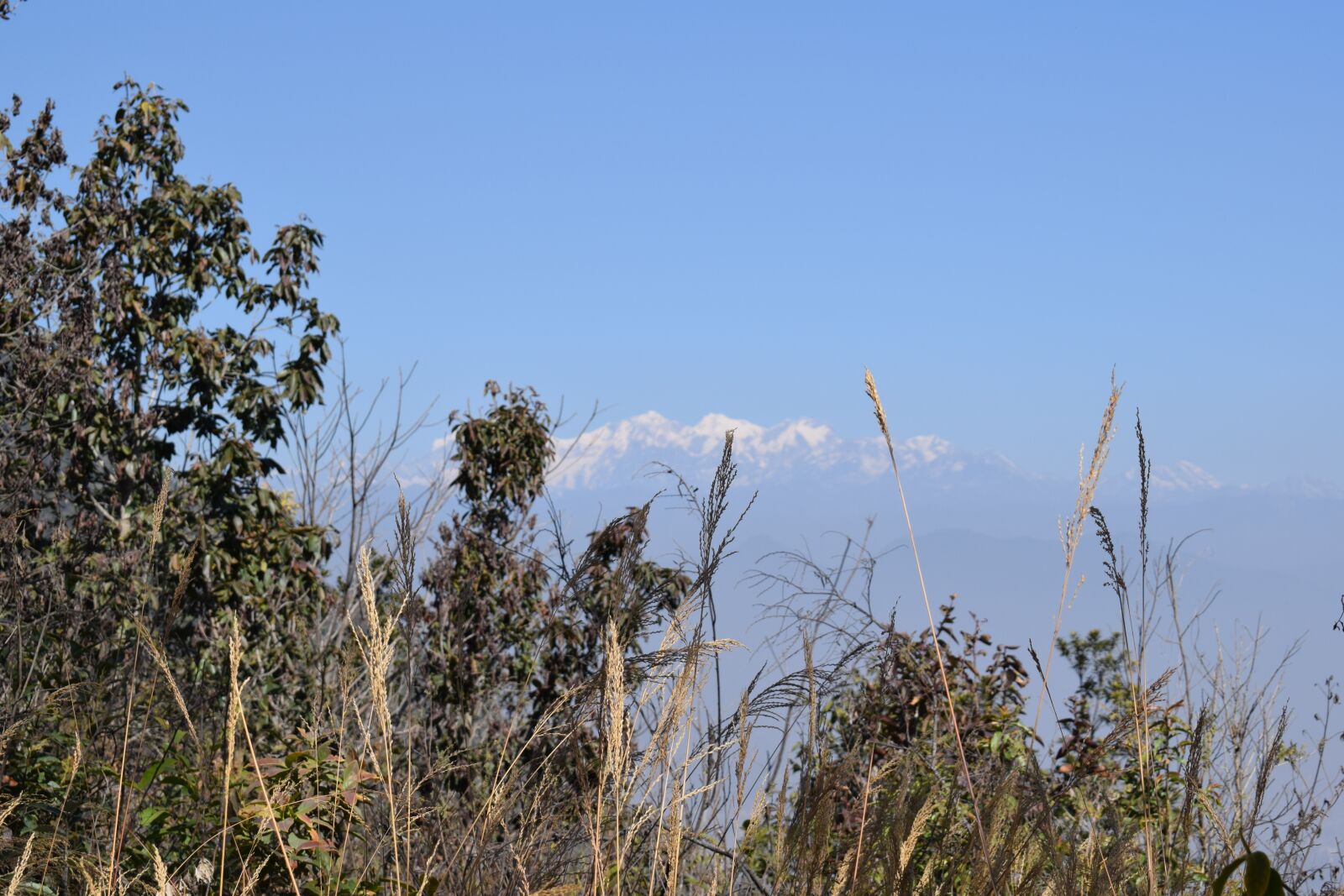 Nikon D3300 sample photo. Nature, sky, tree photography