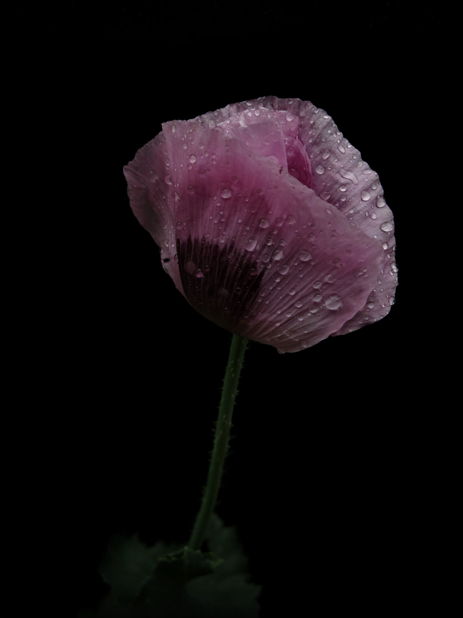 Canon PowerShot G15 sample photo. Klatschmohn, purple, poppy photography