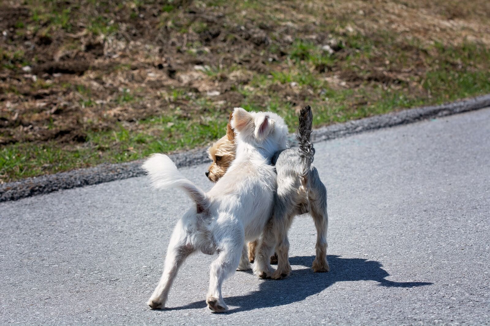 Nikon D7100 sample photo. Dogs, out, away photography