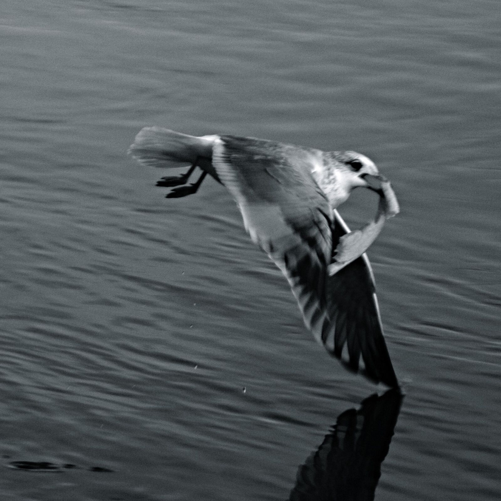 Sony Alpha DSLR-A230 sample photo. Action, animal, bird, black photography