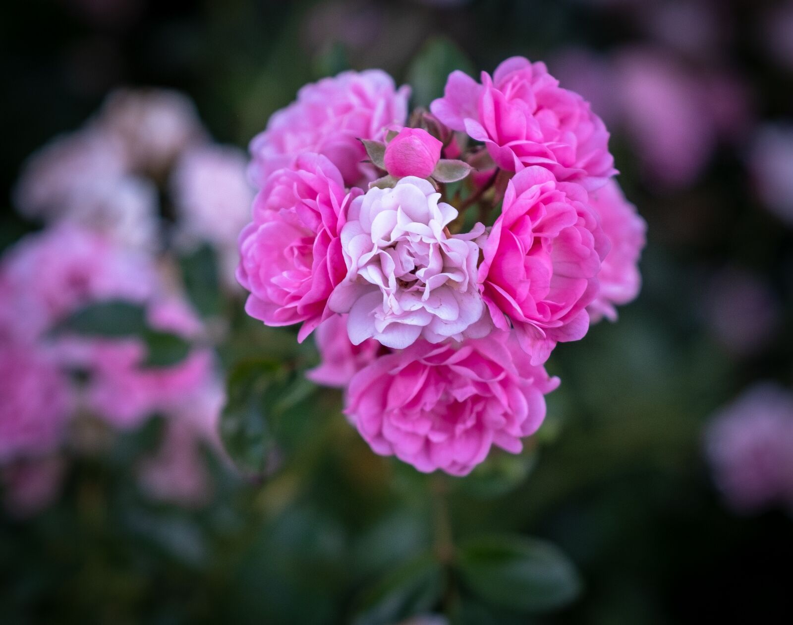 Fujifilm X-T2 sample photo. Flowers, bloom, pink photography