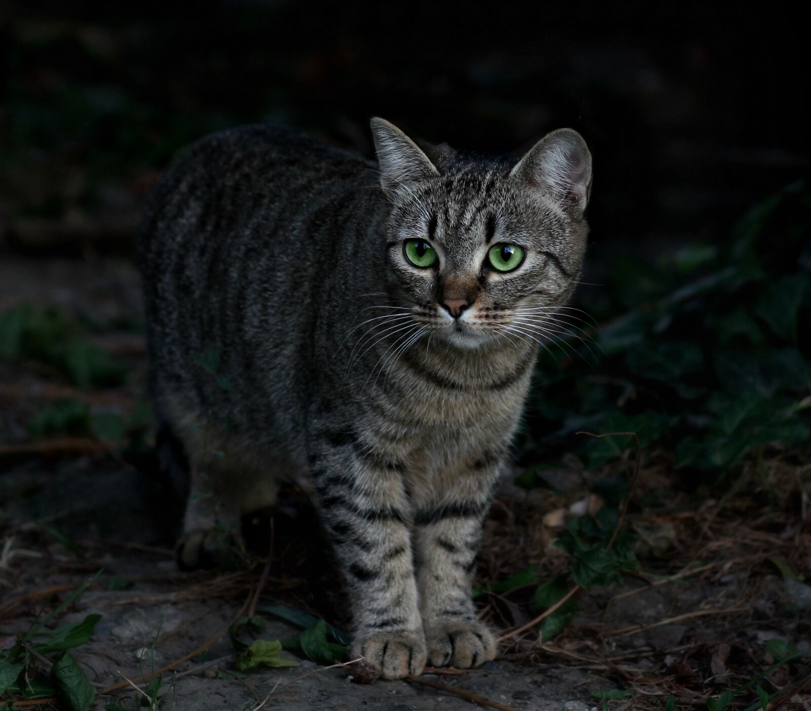 Canon EOS 700D (EOS Rebel T5i / EOS Kiss X7i) + Canon EF 85mm F1.8 USM sample photo. Cat, green eyes, leaves photography