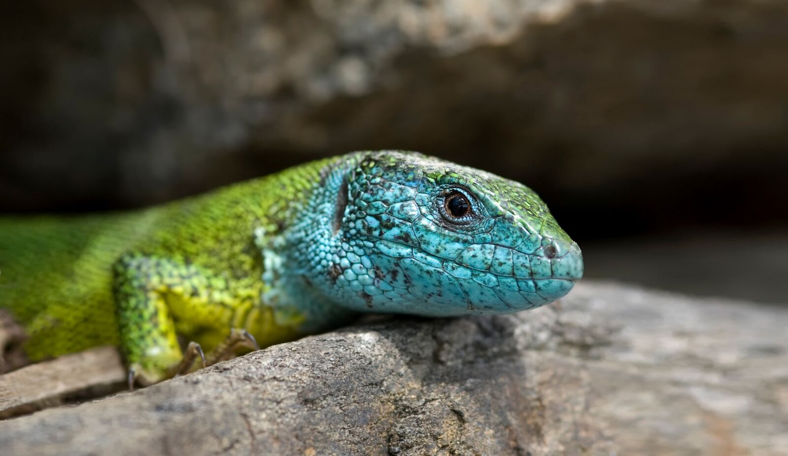 Nikon D70s sample photo. Salamander, rock, lizard photography