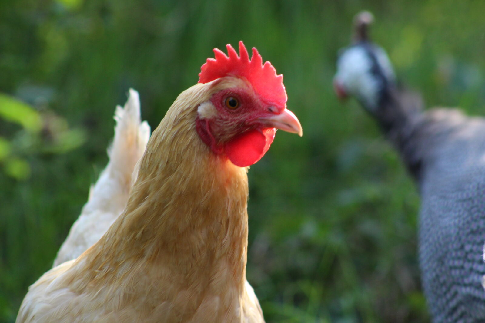 Canon EF 75-300mm f/4-5.6 sample photo. Hen, chicken, farm, guinea photography