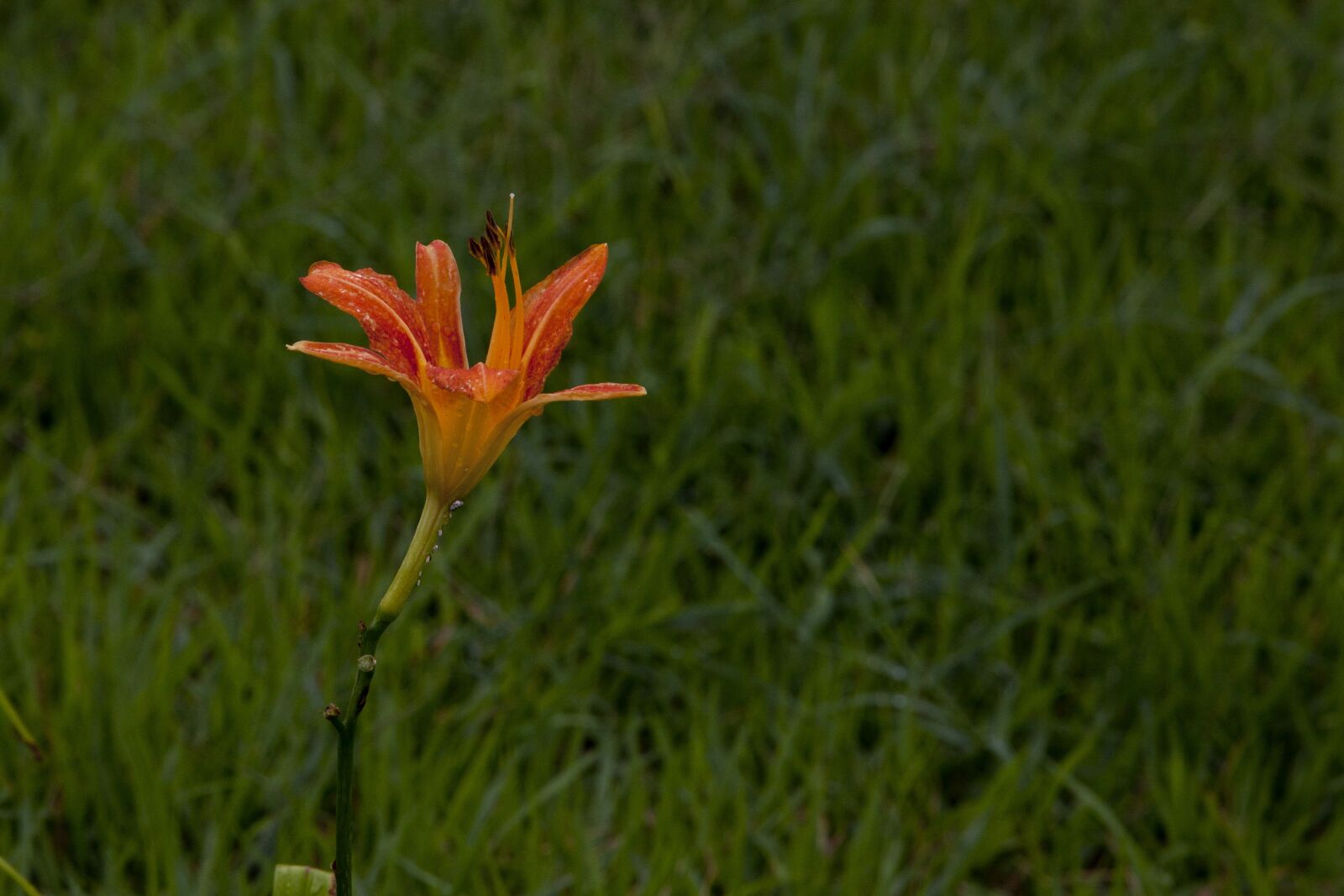 Canon EOS 5D sample photo. Nature, plants, leaf photography