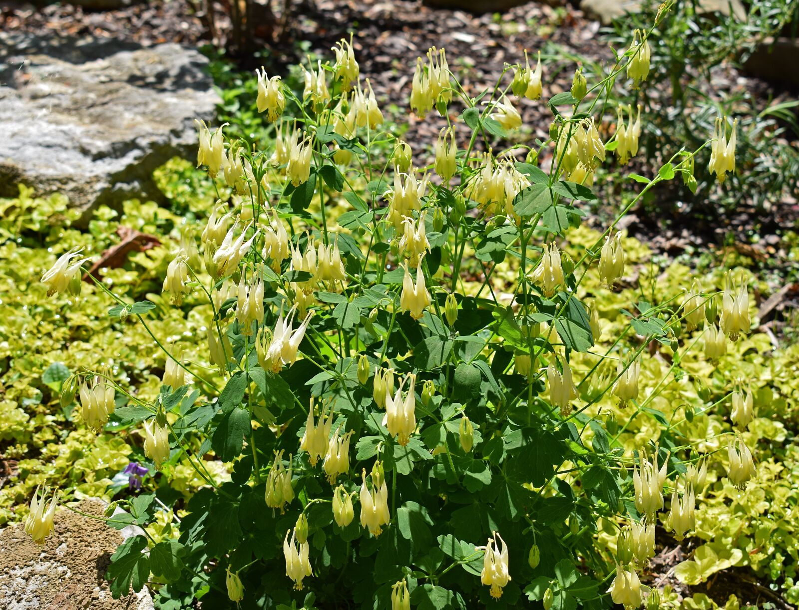 Nikon D3300 sample photo. Columbine, full bloom, flower photography