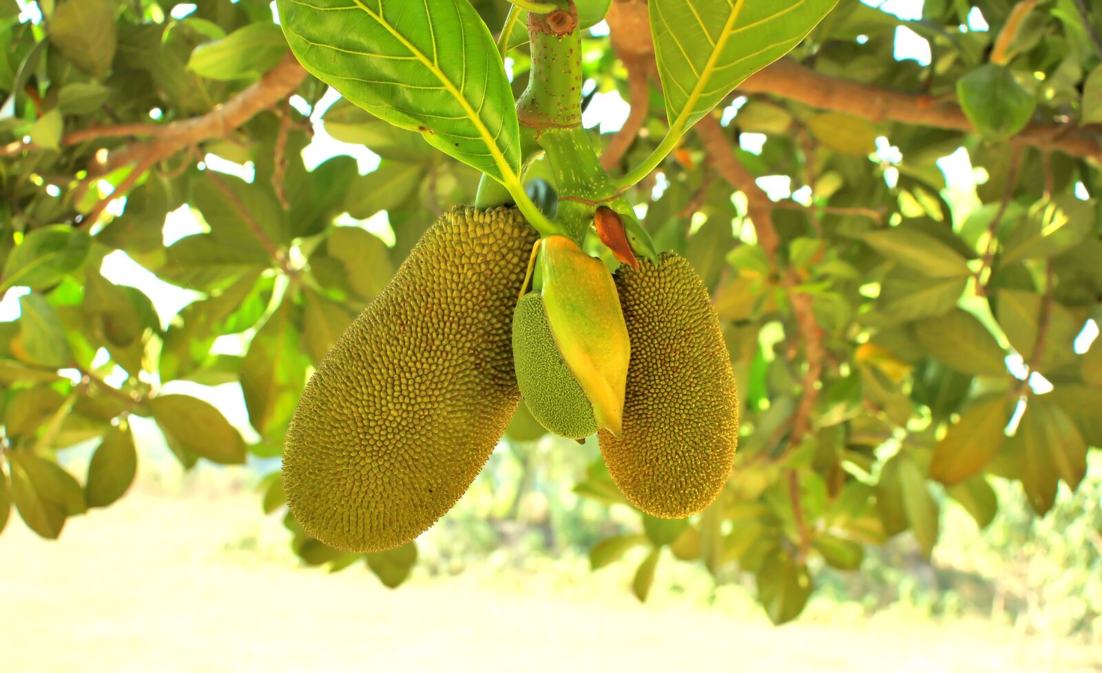 Canon EOS 60D sample photo. Fruit, jack fruit, green photography