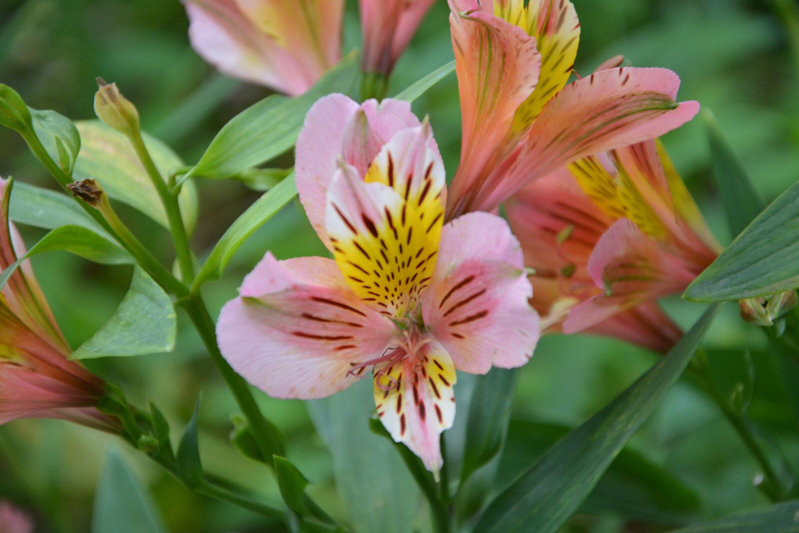 Nikon D5200 sample photo. Flower, flowers, nature photography