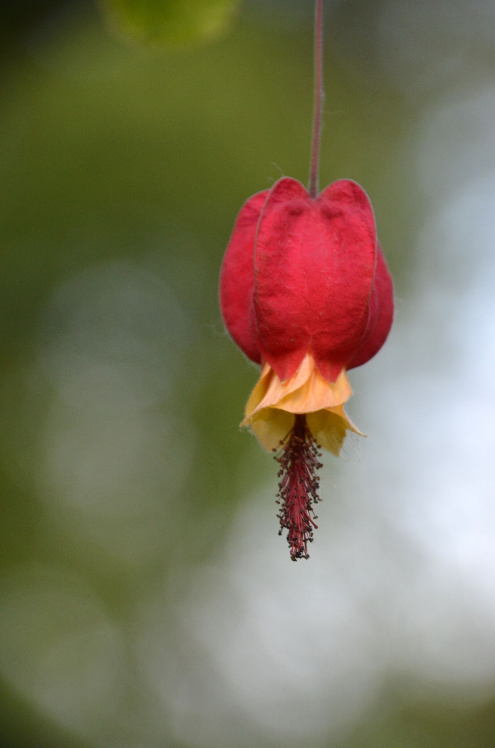 Nikon D5100 sample photo. Flower, lantern, red photography