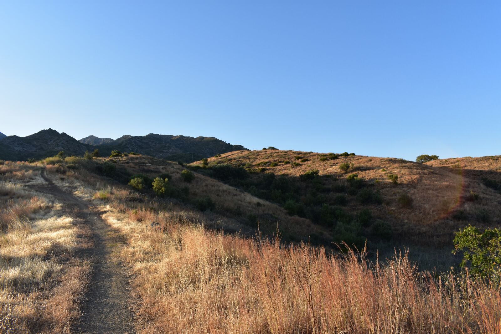 Nikon D3400 sample photo. Field, nature, marbella photography