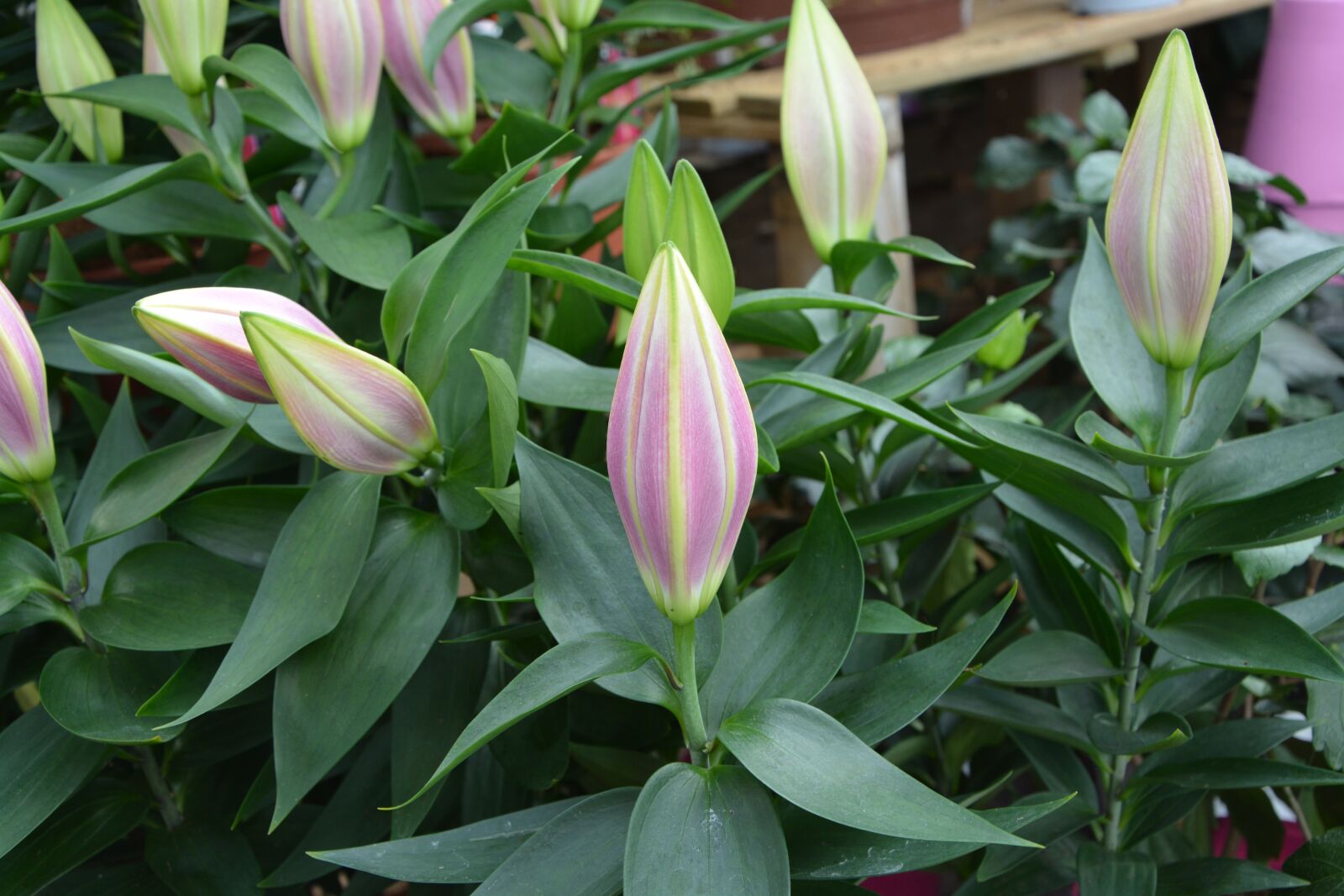 Nikon D5200 sample photo. Flowers lilies, buds, buttons photography
