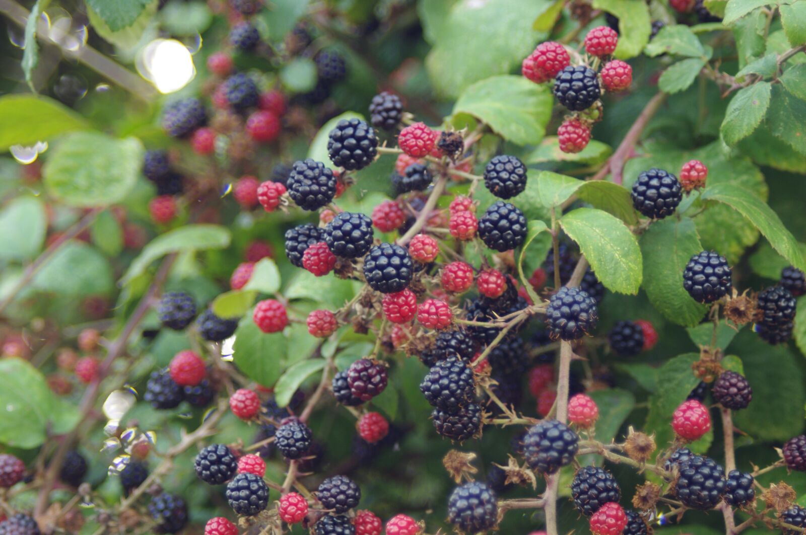 Pentax K-x sample photo. Blackberries, autumn, blackberry photography