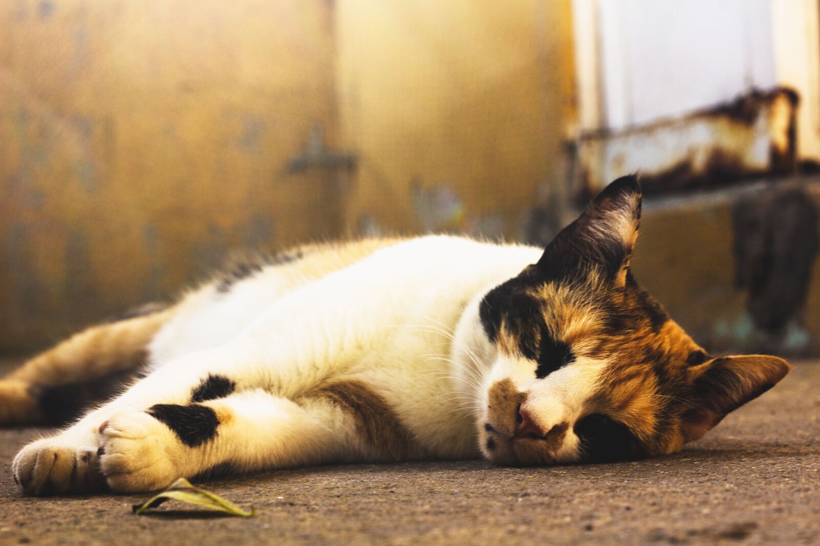 Canon EOS 1200D (EOS Rebel T5 / EOS Kiss X70 / EOS Hi) sample photo. Cat, feline, animal photography