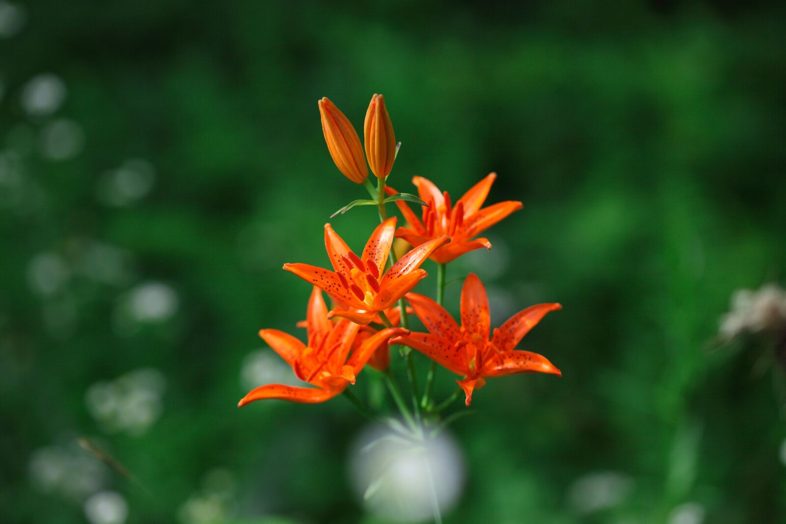 Canon EOS 5D Mark II sample photo. Nature, flowers, plants photography