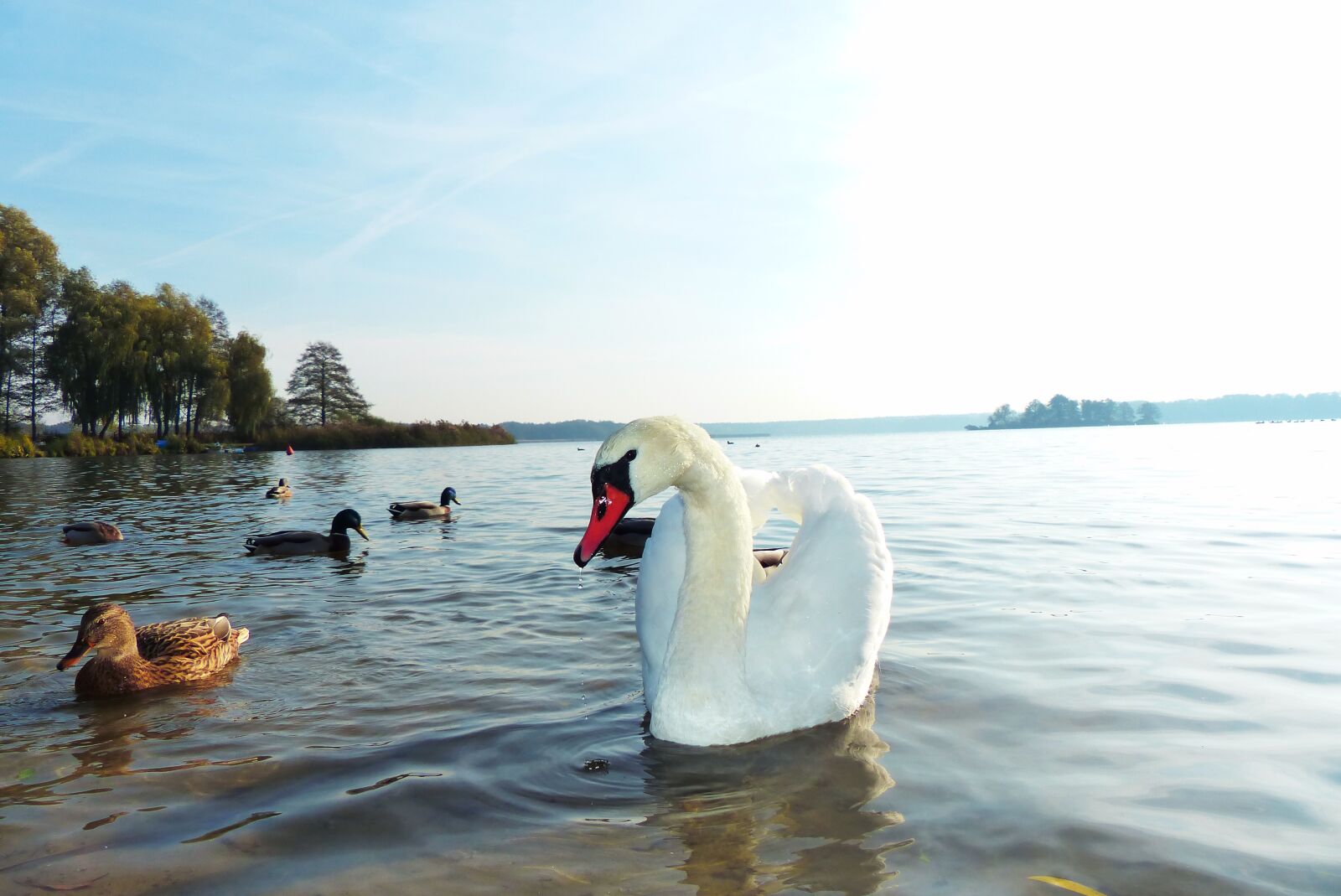 Panasonic Lumix DMC-FZ200 sample photo. Mute swan, tom, beach photography