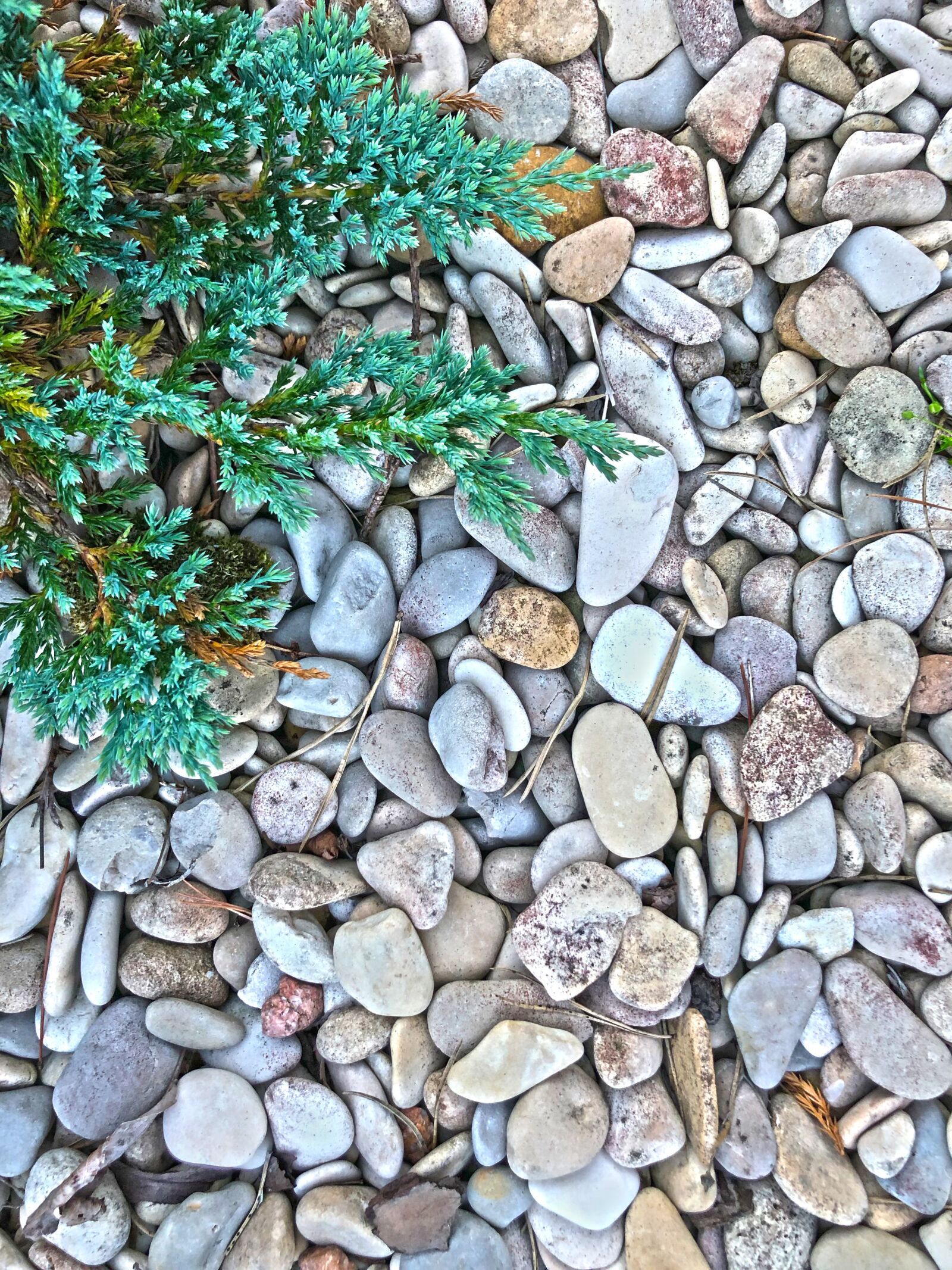iPhone X back dual camera 4mm f/1.8 sample photo. Pebbles, spruce, stones photography