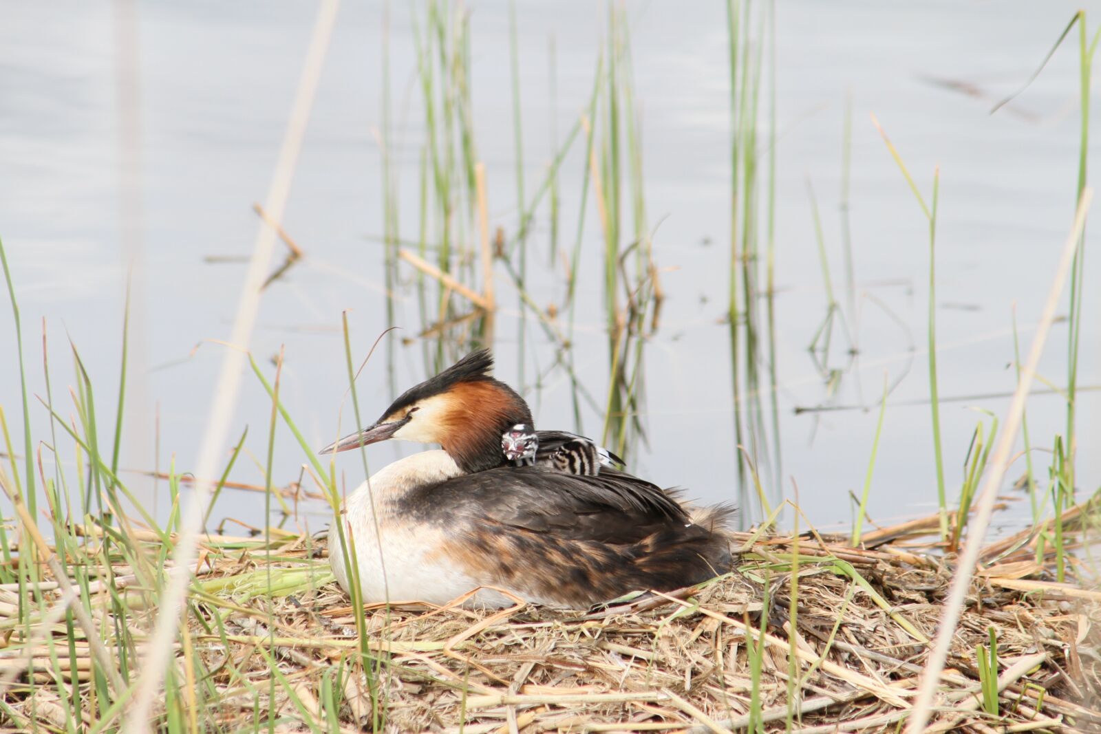 Canon EF 75-300mm F4.0-5.6 IS USM sample photo. Great crested grebe, bird photography
