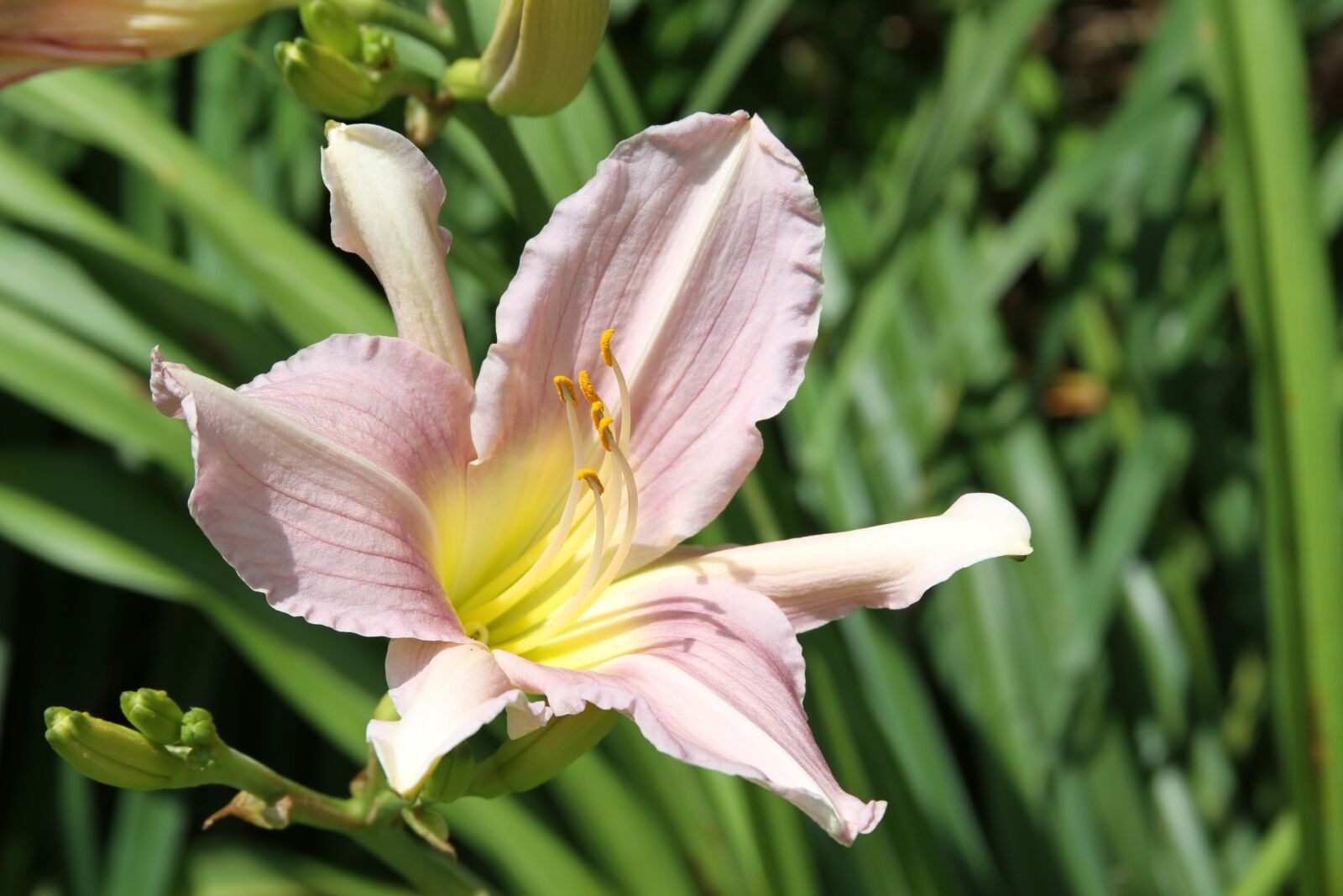 Canon EOS 7D sample photo. Flower, pink, yellow photography