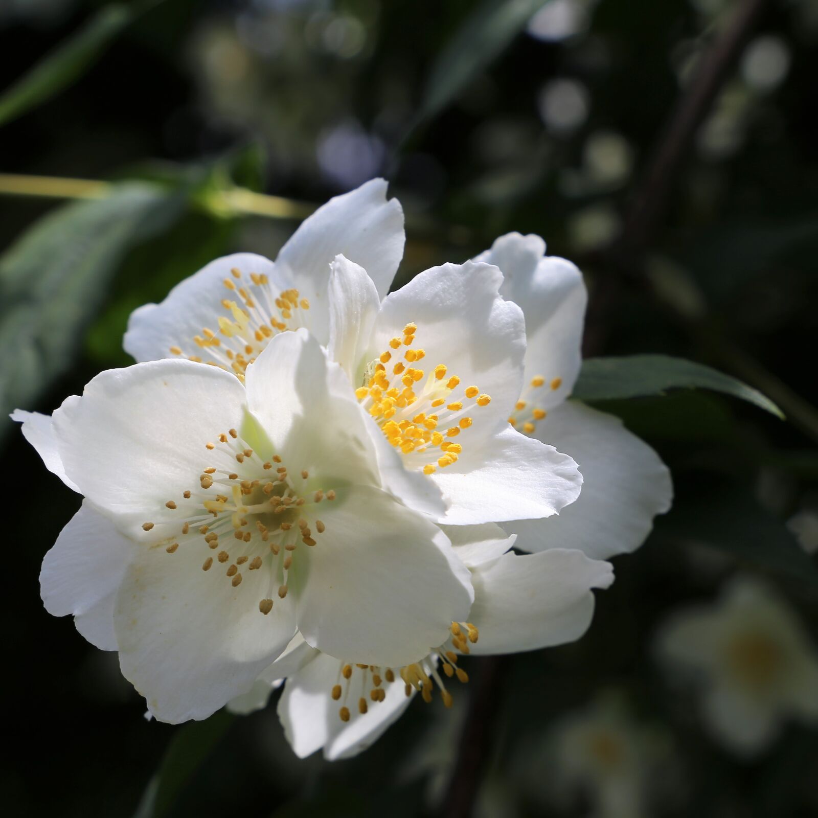 Canon EF 24-105mm F3.5-5.6 IS STM sample photo. Spring, jasmine, blooming photography