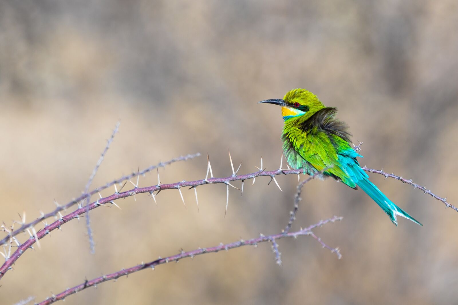 150-600mm F5-6.3 DG OS HSM | Contemporary 015 sample photo. European bee eater, bird photography