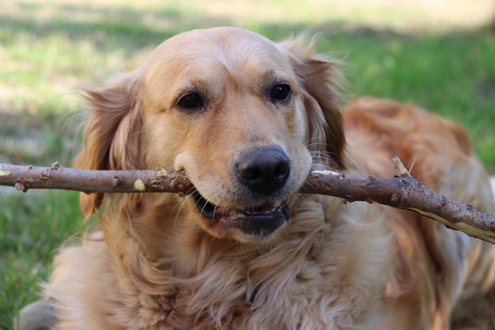 Canon EOS 700D (EOS Rebel T5i / EOS Kiss X7i) + Canon EF 50mm F1.8 STM sample photo. Dog, golden retriver, friend photography