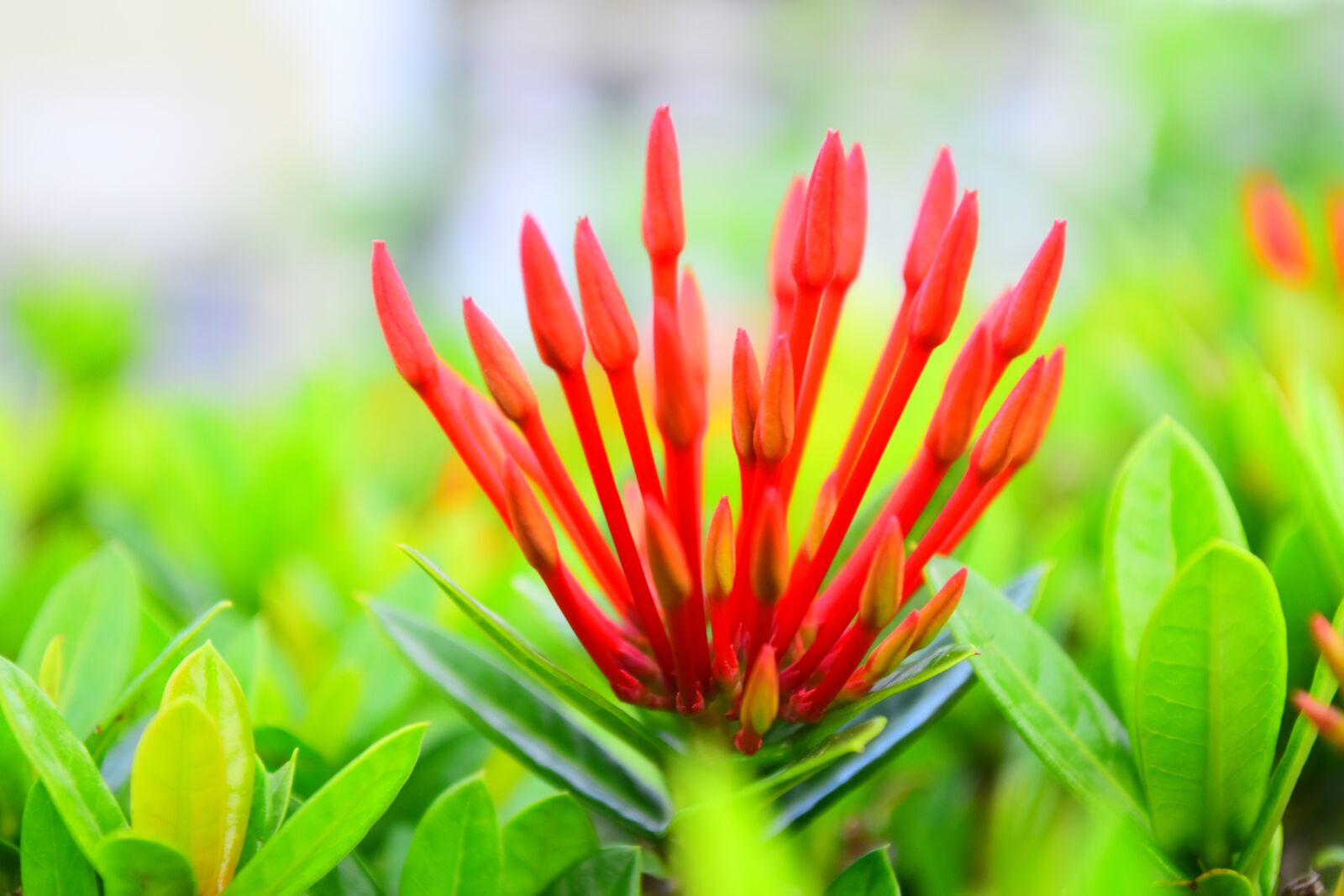 Nikon D5500 sample photo. Flower, red, nature photography