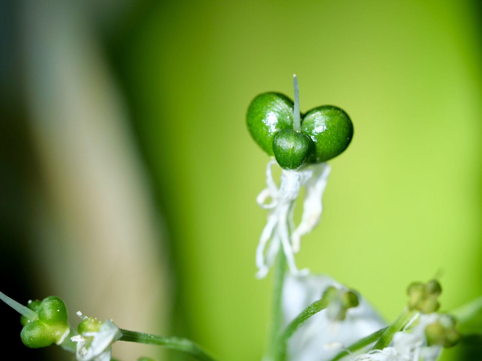 Panasonic Lumix DC-G9 sample photo. Macro, close up, bear's photography