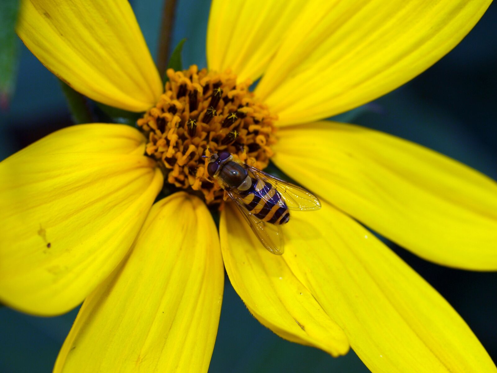 Olympus E-520 (EVOLT E-520) sample photo. Flower, insect, fly photography