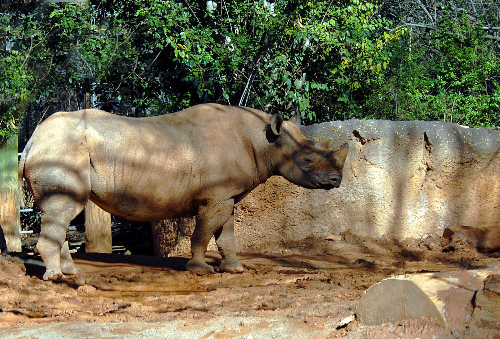 Nikon D200 sample photo. Rhino, wildlife, animal photography