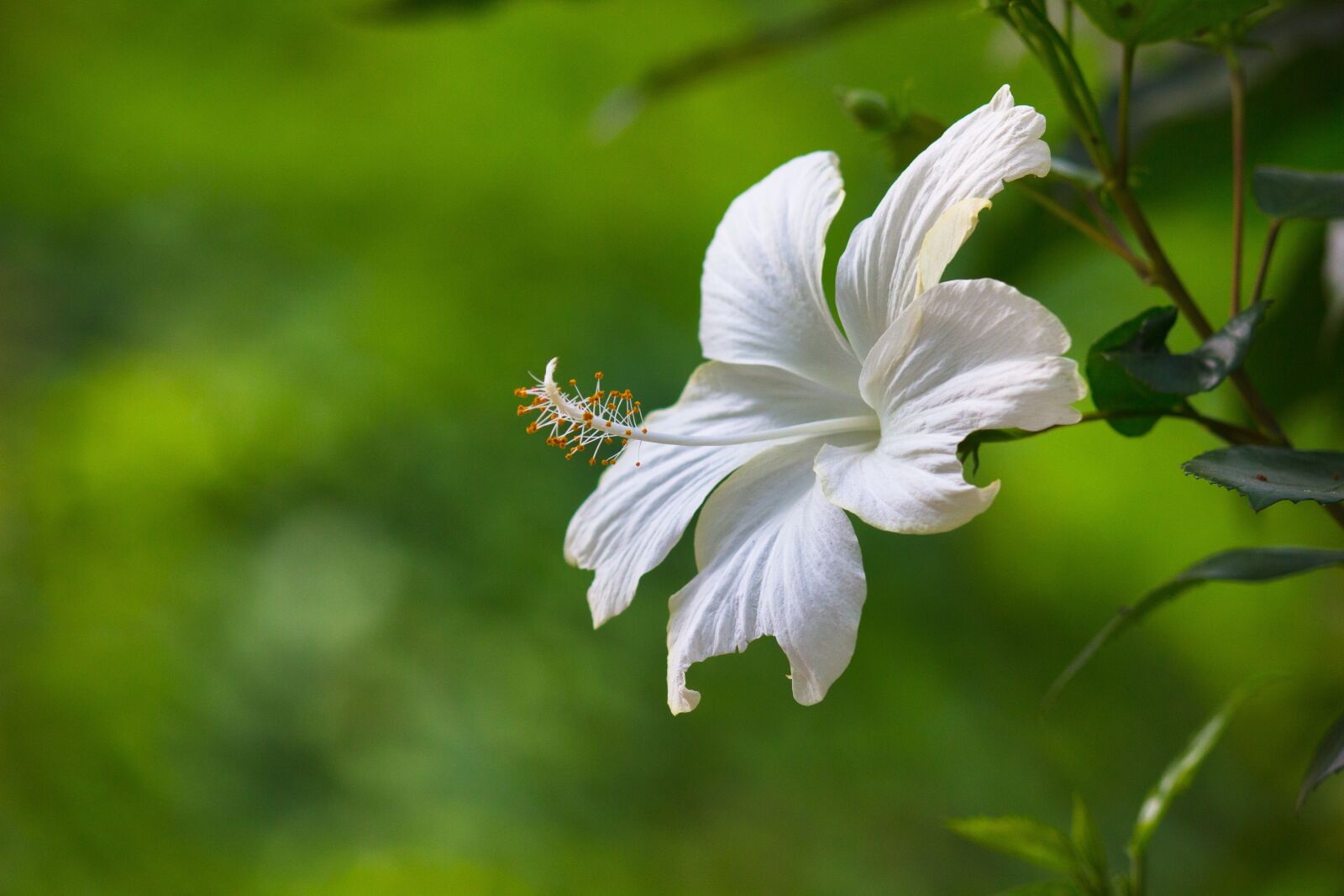 Canon EOS 600D (Rebel EOS T3i / EOS Kiss X5) sample photo. Hibiscus flower, flowers, plant photography