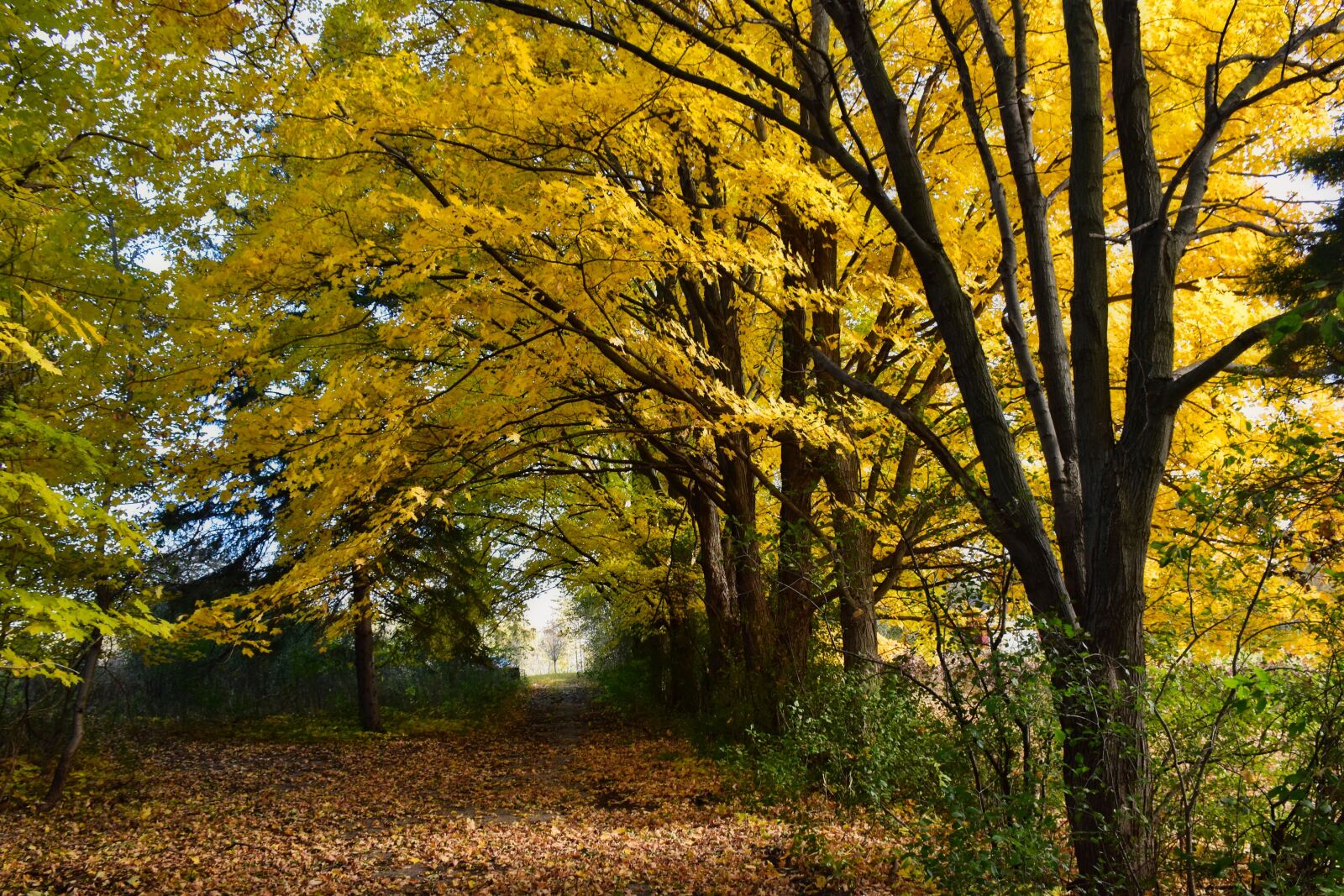 Nikon D5500 sample photo. Landscape, fall, autumn photography