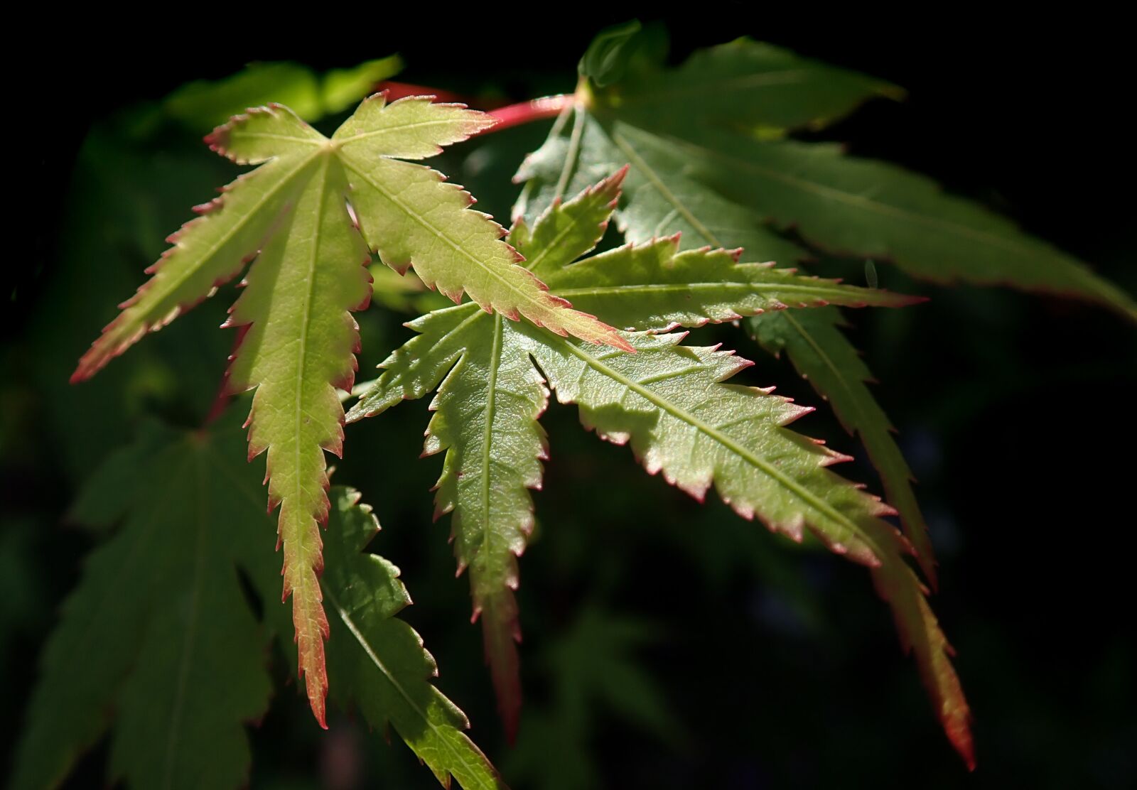 Olympus TG-5 sample photo. Leaves, green, foliage photography