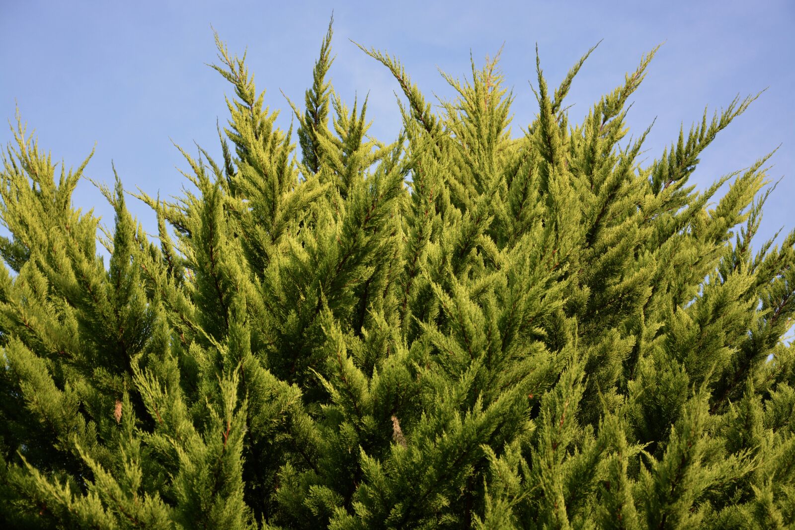 Nikon D5200 sample photo. Spruce, shrub, resinous photography