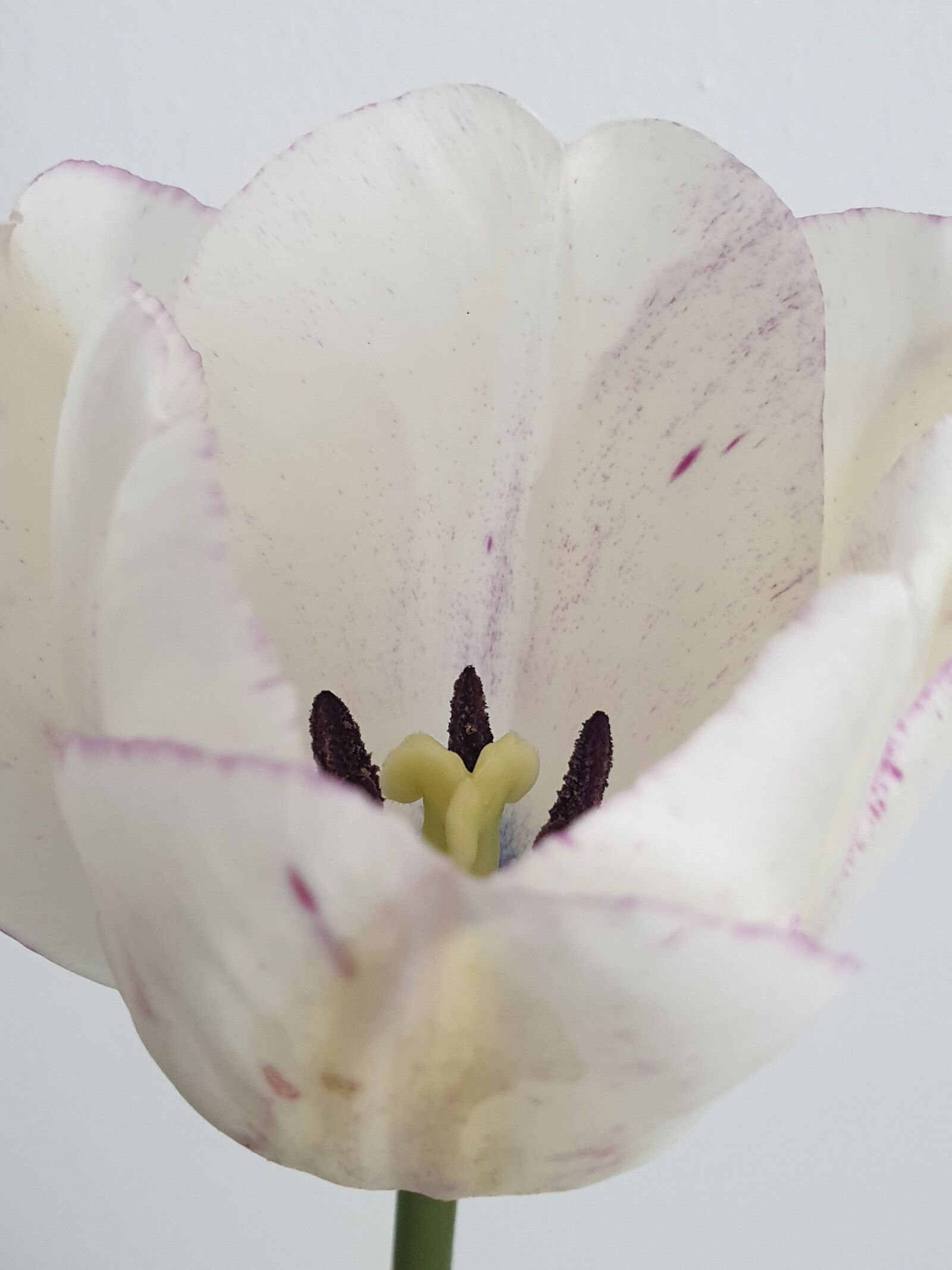 Samsung Galaxy Note9 sample photo. Tulip, flower, white photography