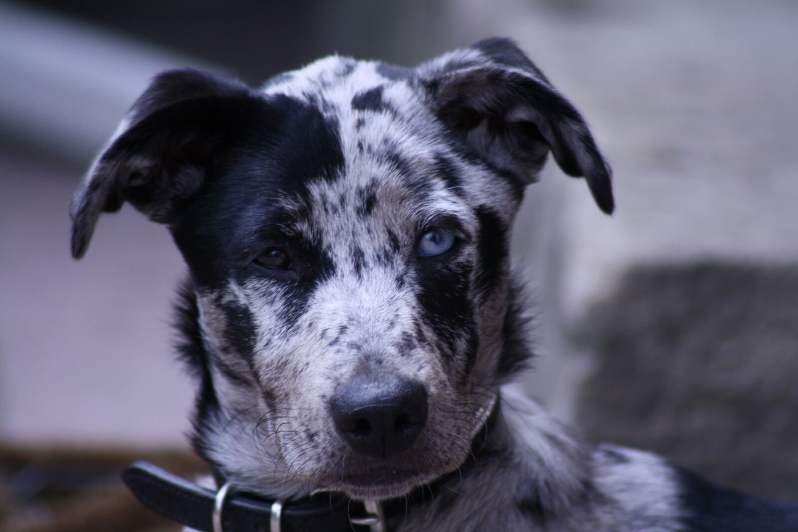 Canon EOS 1000D (EOS Digital Rebel XS / EOS Kiss F) sample photo. Dog, hybrid, pet photography