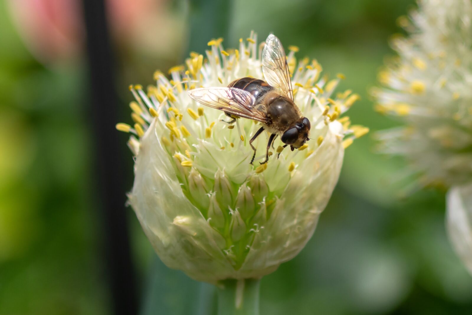 smc PENTAX-FA 28-80mm F3.5-5.6 sample photo. Bee, onion blossom, gartenzwiebel photography