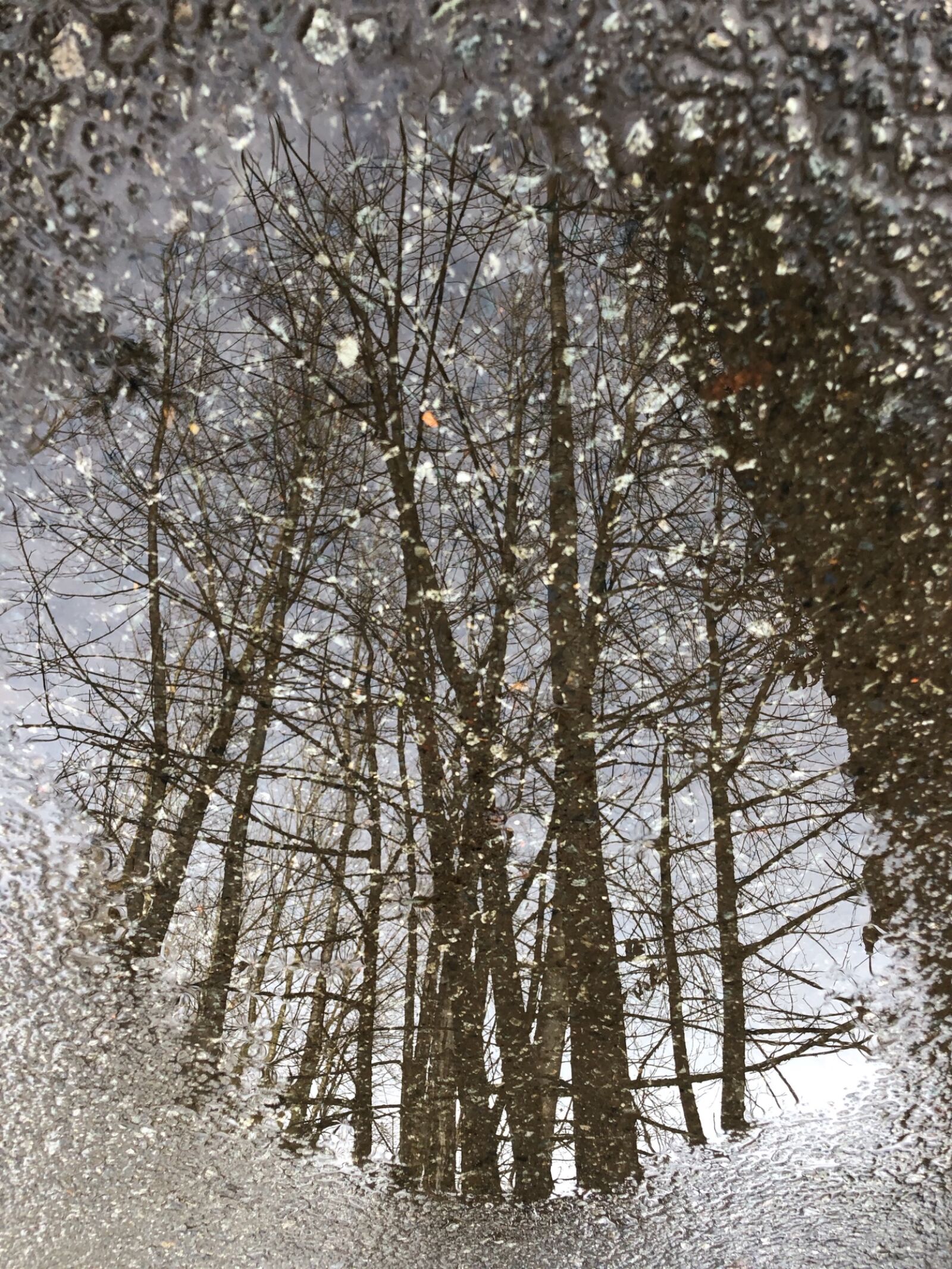 iPhone 8 back camera 3.99mm f/1.8 sample photo. Abstract, puddle, reflection, trees photography