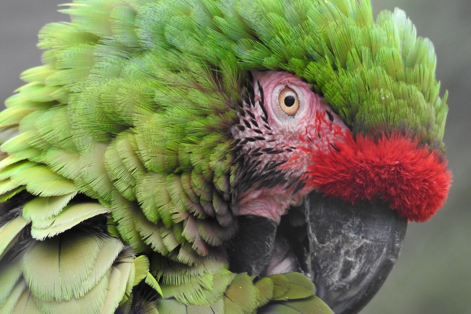 Nikon Coolpix P900 sample photo. Macaw, green, parrot photography