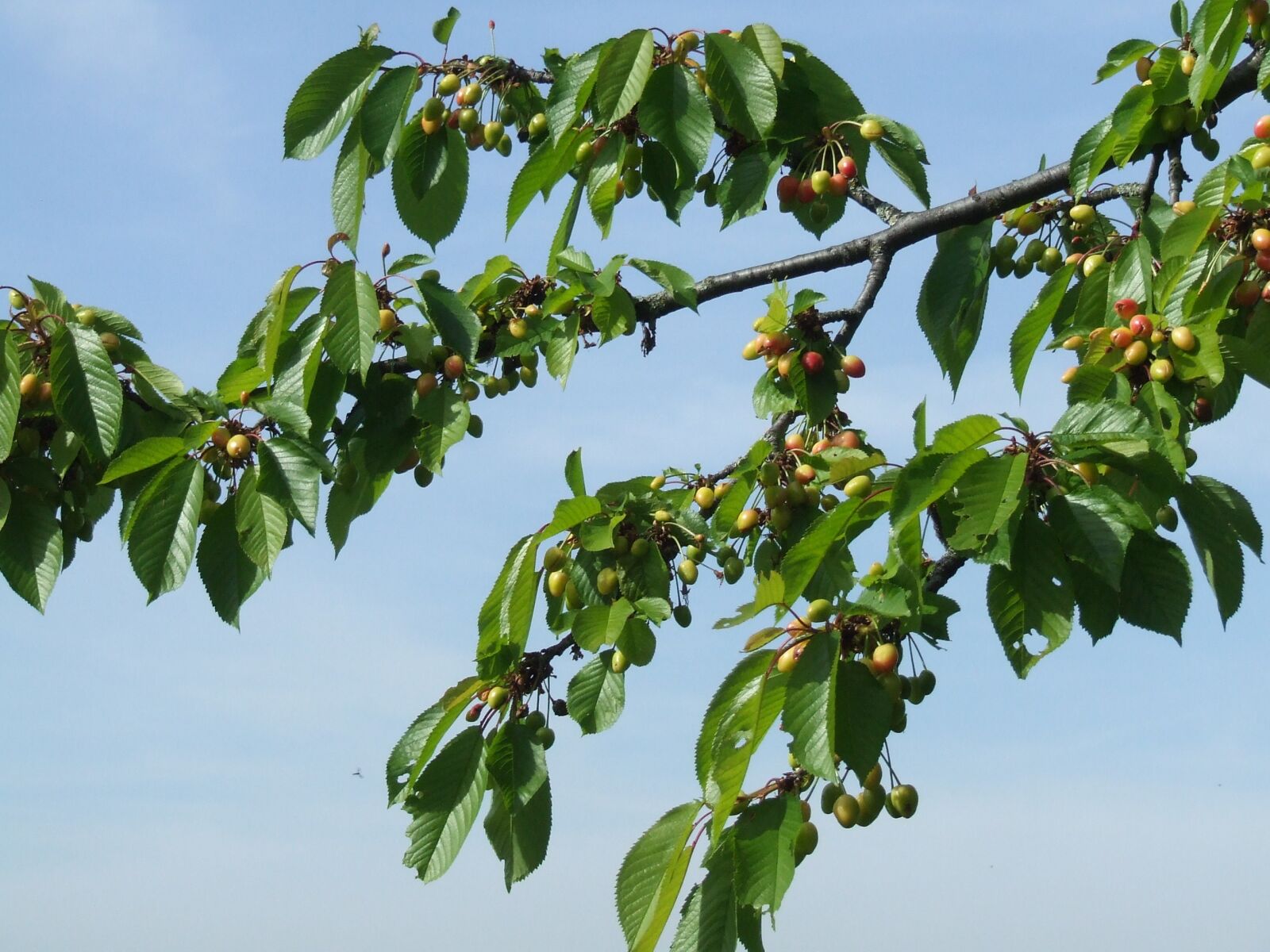 Fujifilm FinePix S5600 sample photo. Cherry tree, branch, cherries photography