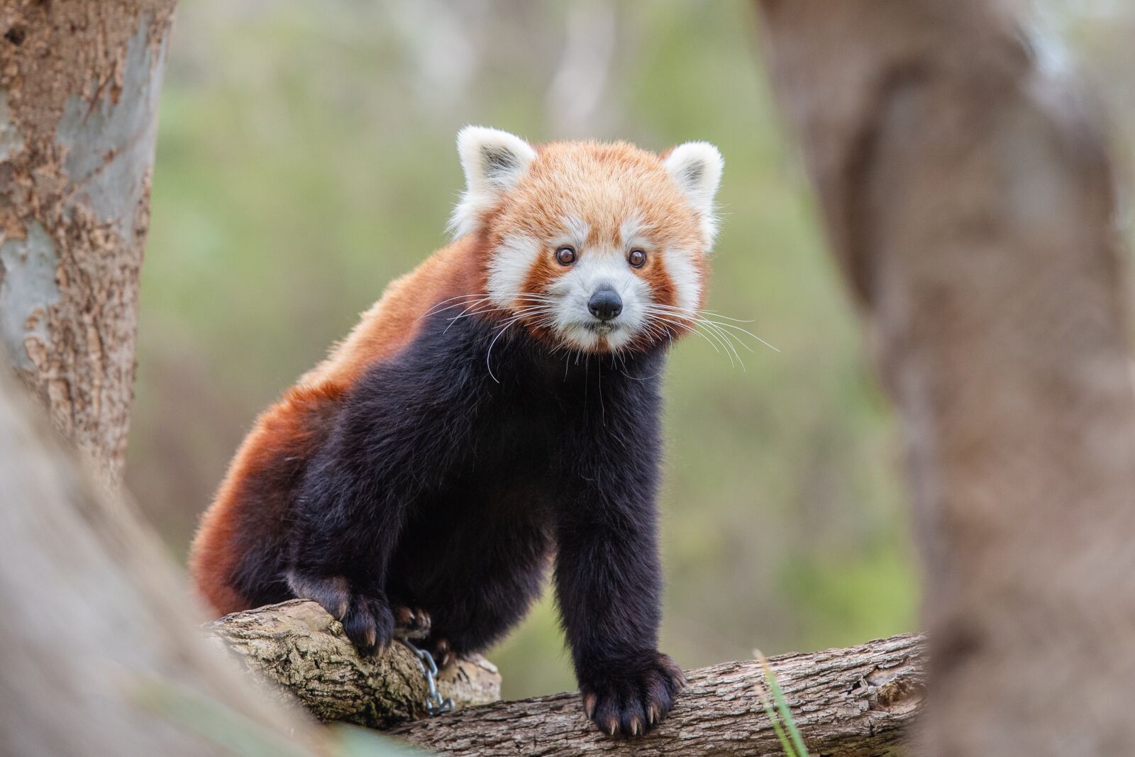 Nikon D750 sample photo. Red panda, lesser panda photography