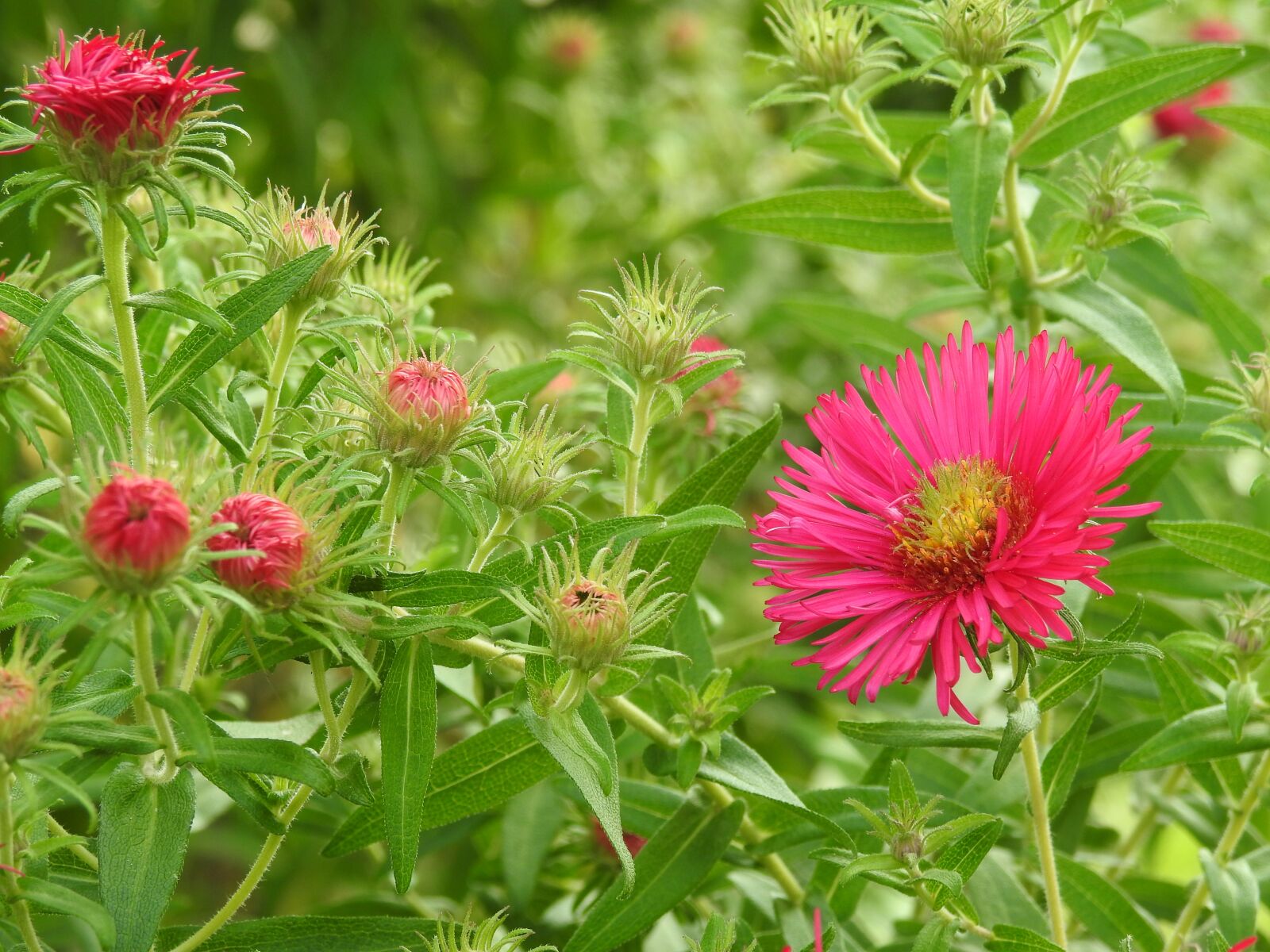 Nikon Coolpix P900 sample photo. Flowers, pink photography
