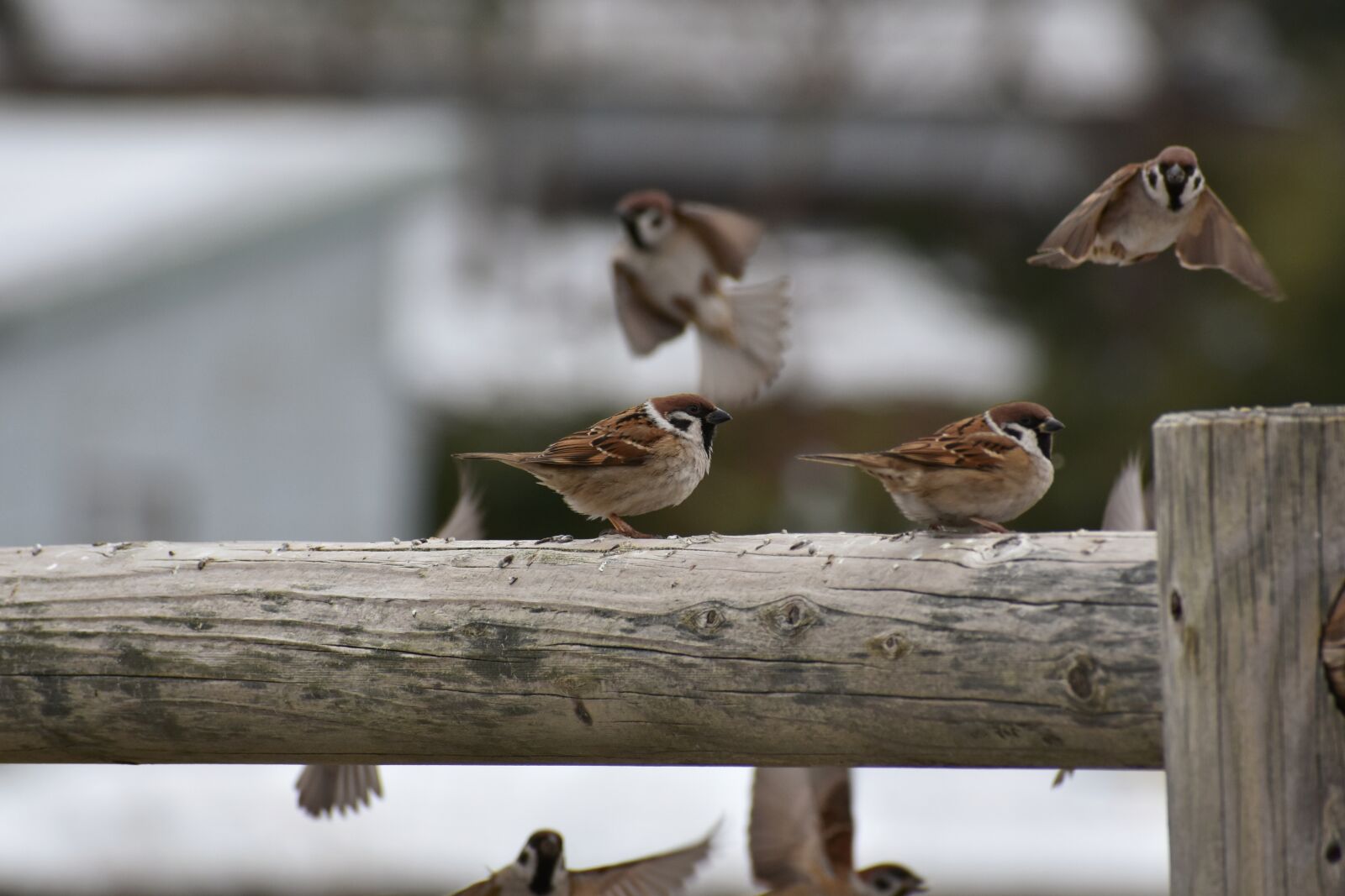 Nikon D7200 sample photo. Animal, wood, bird photography