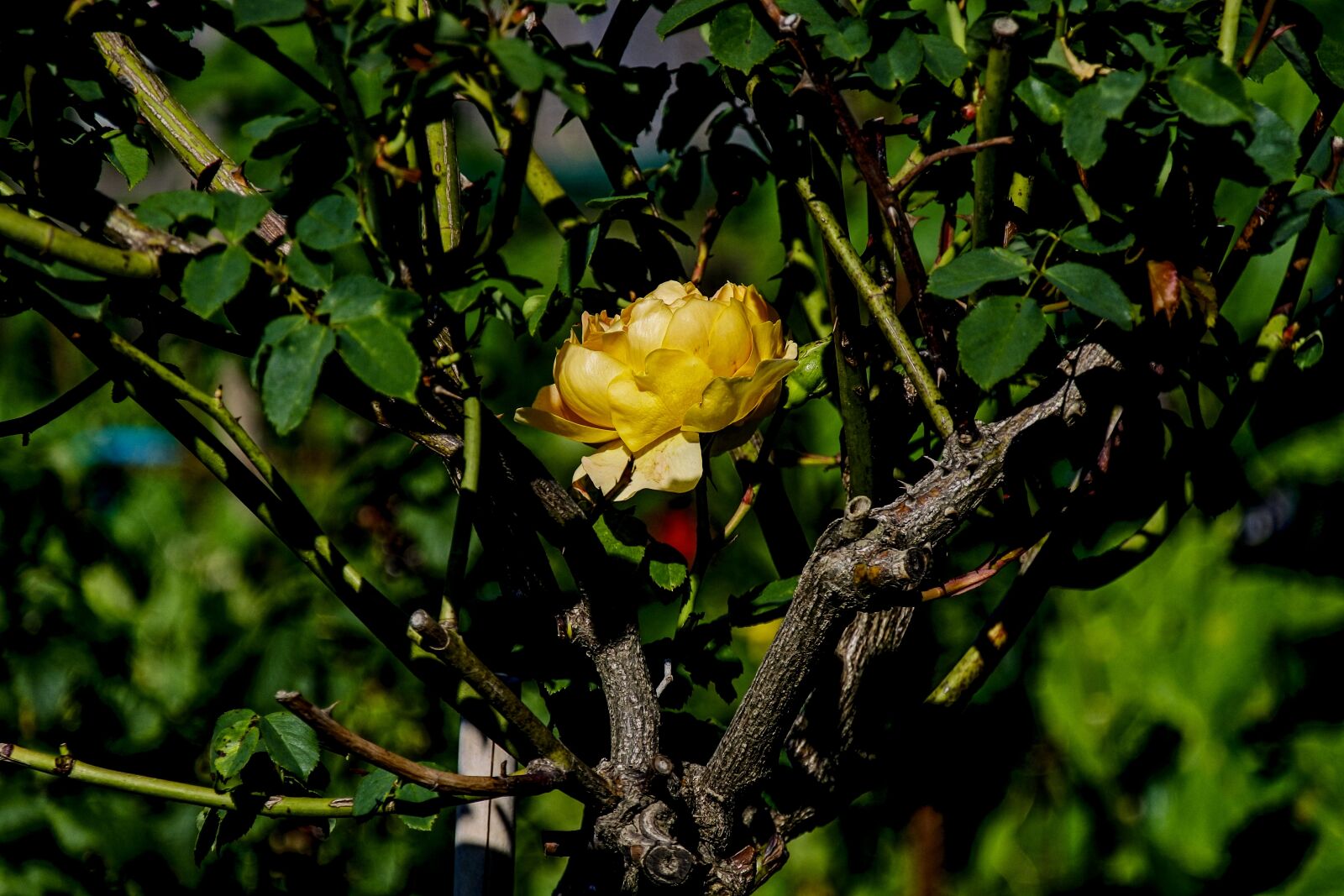 1 NIKKOR VR 10-100mm f/4-5.6 sample photo. Rose, yellow, plant photography