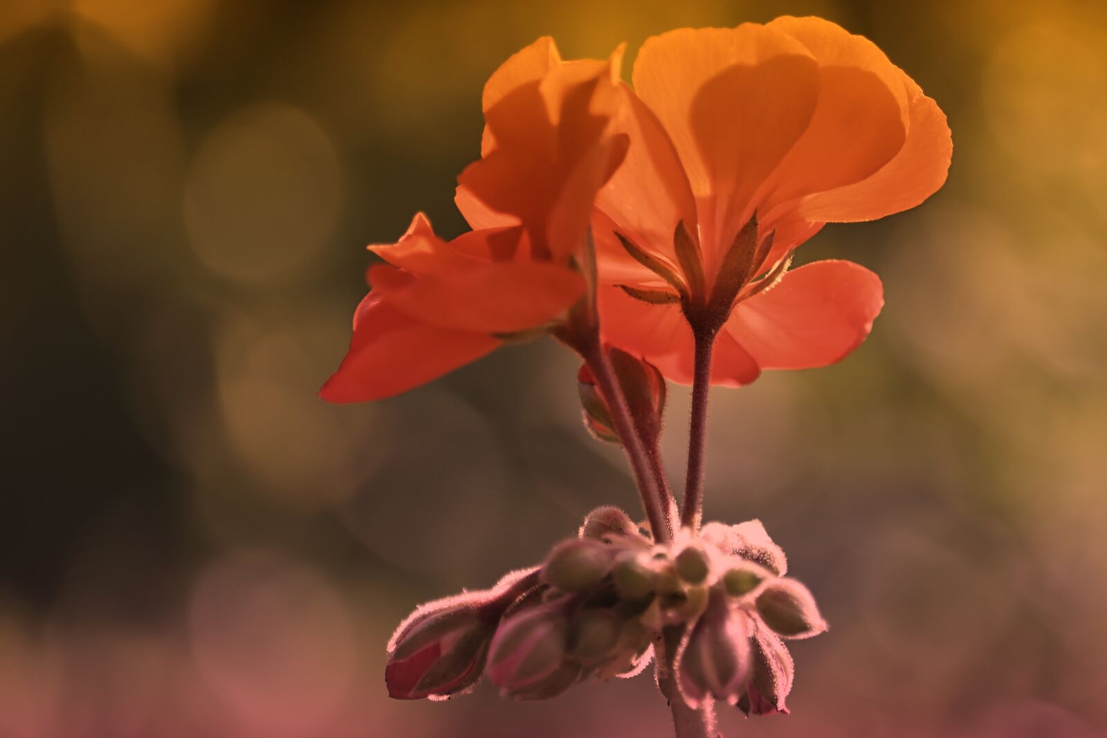 Canon EF-S 55-250mm F4-5.6 IS STM sample photo