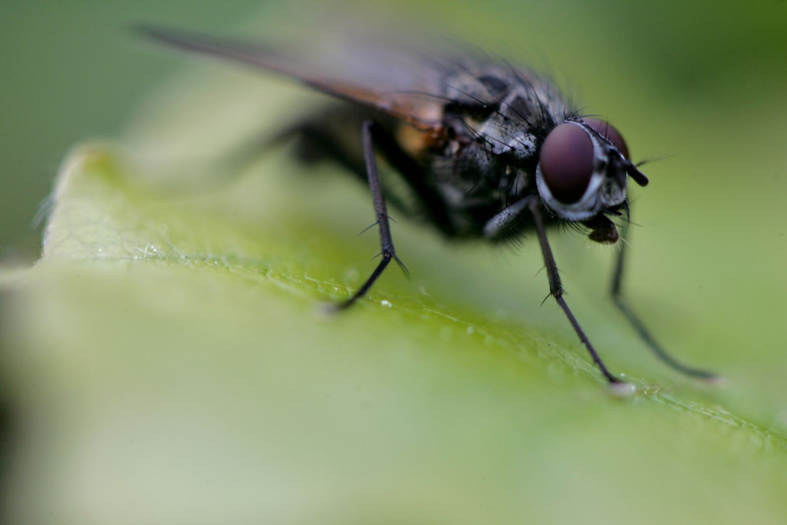 Canon EOS-1D Mark II sample photo. Fly, garden, bug photography